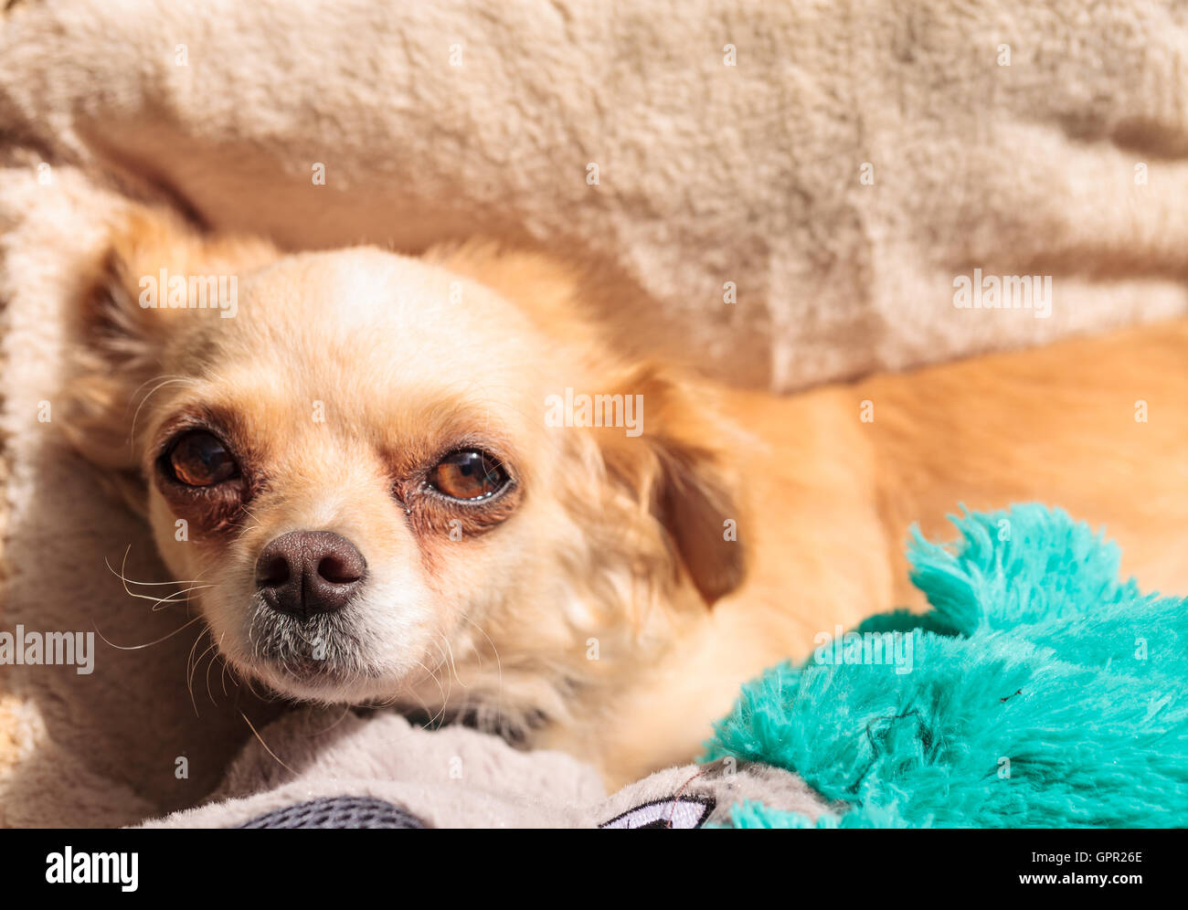 Small blond Chihuahua puppy dog in a comfortable bed Stock Photo