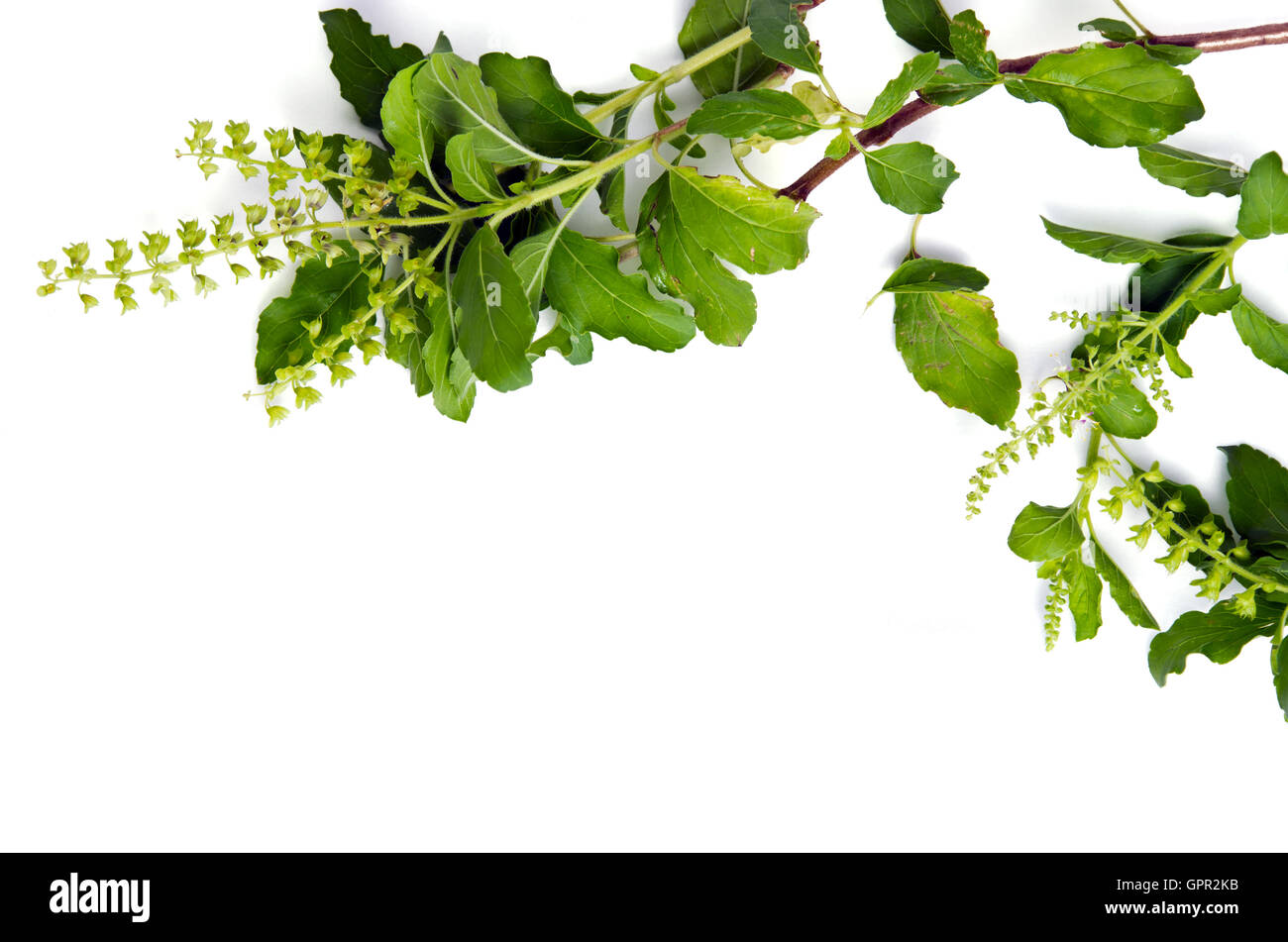 Basil leaf herb border (Other names are Ocimum basilicum, great basil, Saint-Joseph's-wort, Basil Lamiaceae, thyrsiflora, lemon  Stock Photo