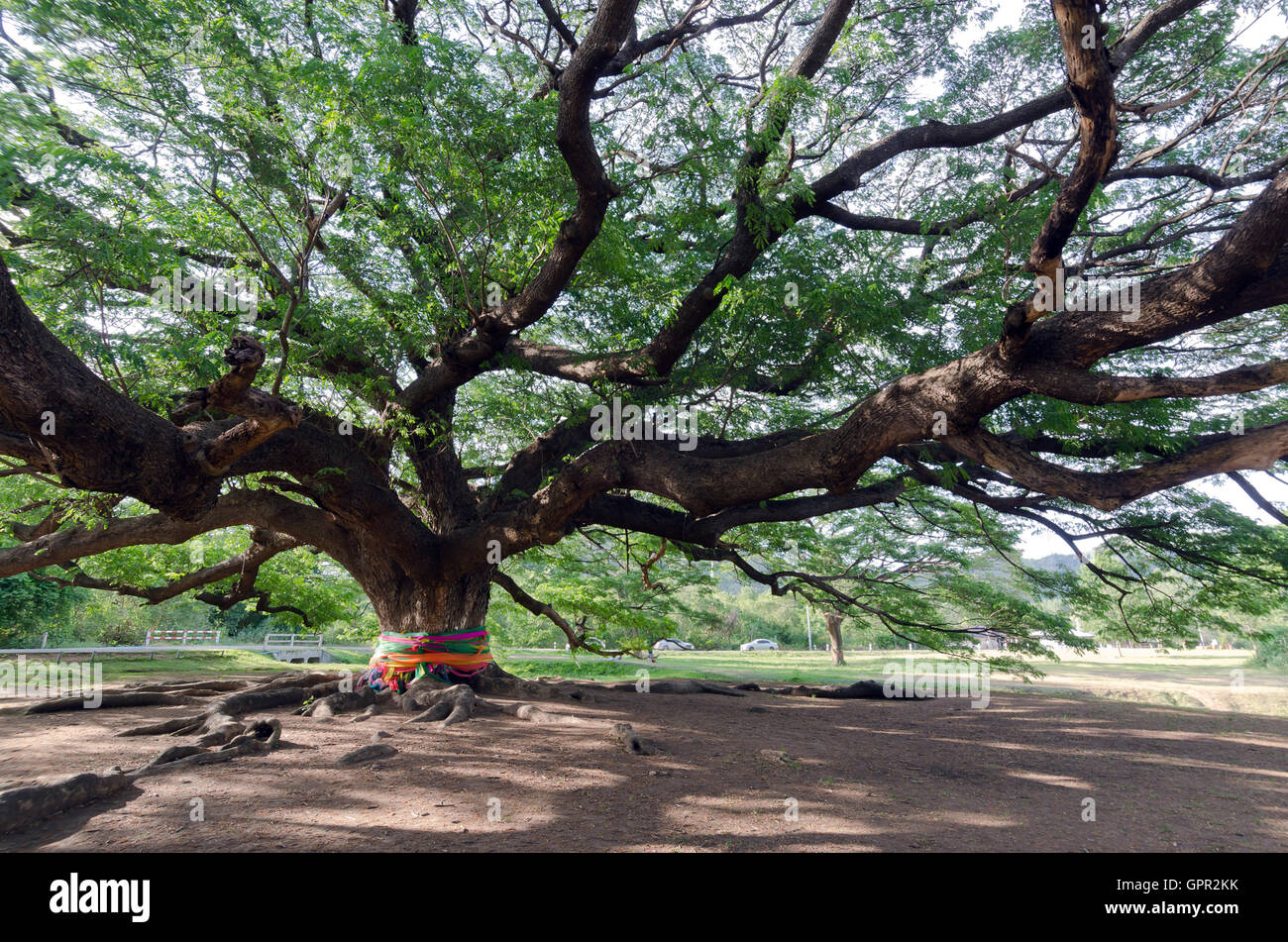 Giant mimosa rain tree Also called as Jamjuri Kampoo Chumcha