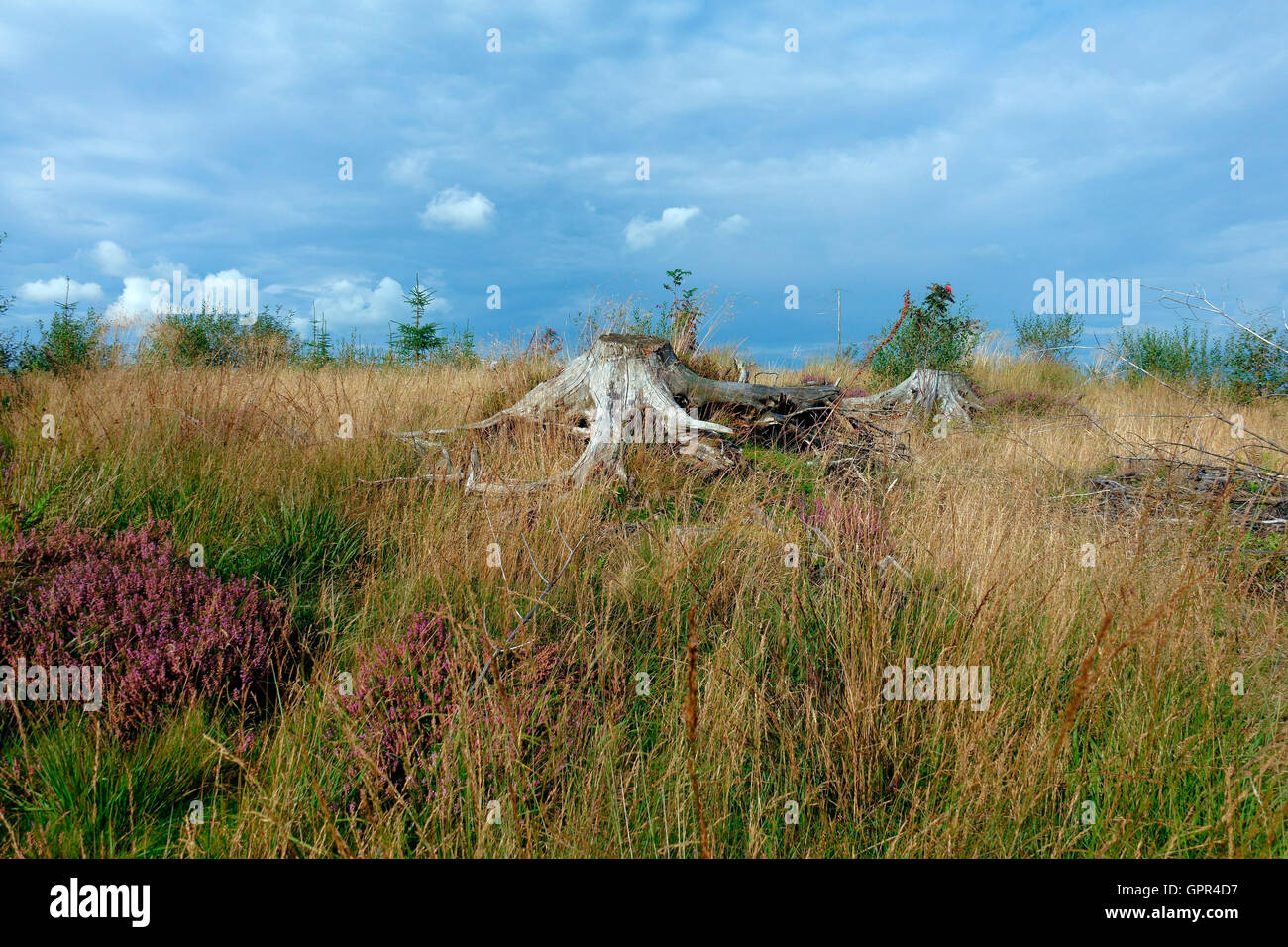 Dead bleached tree roots against the grasses and heathers on the Ladymuir trail in Inverclyde Scotland Stock Photo