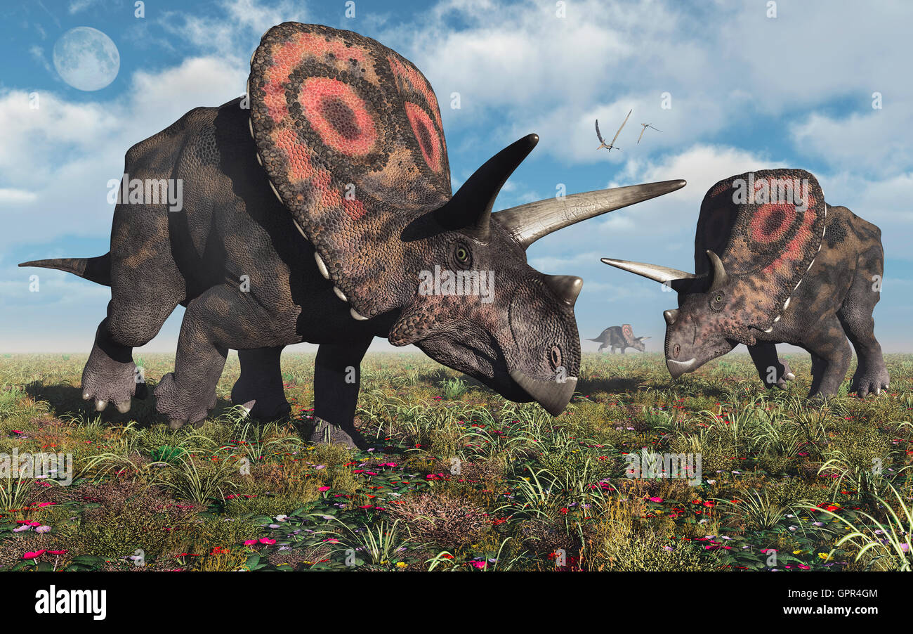 Torosaurus Herbivore Dinosaurs. Stock Photo