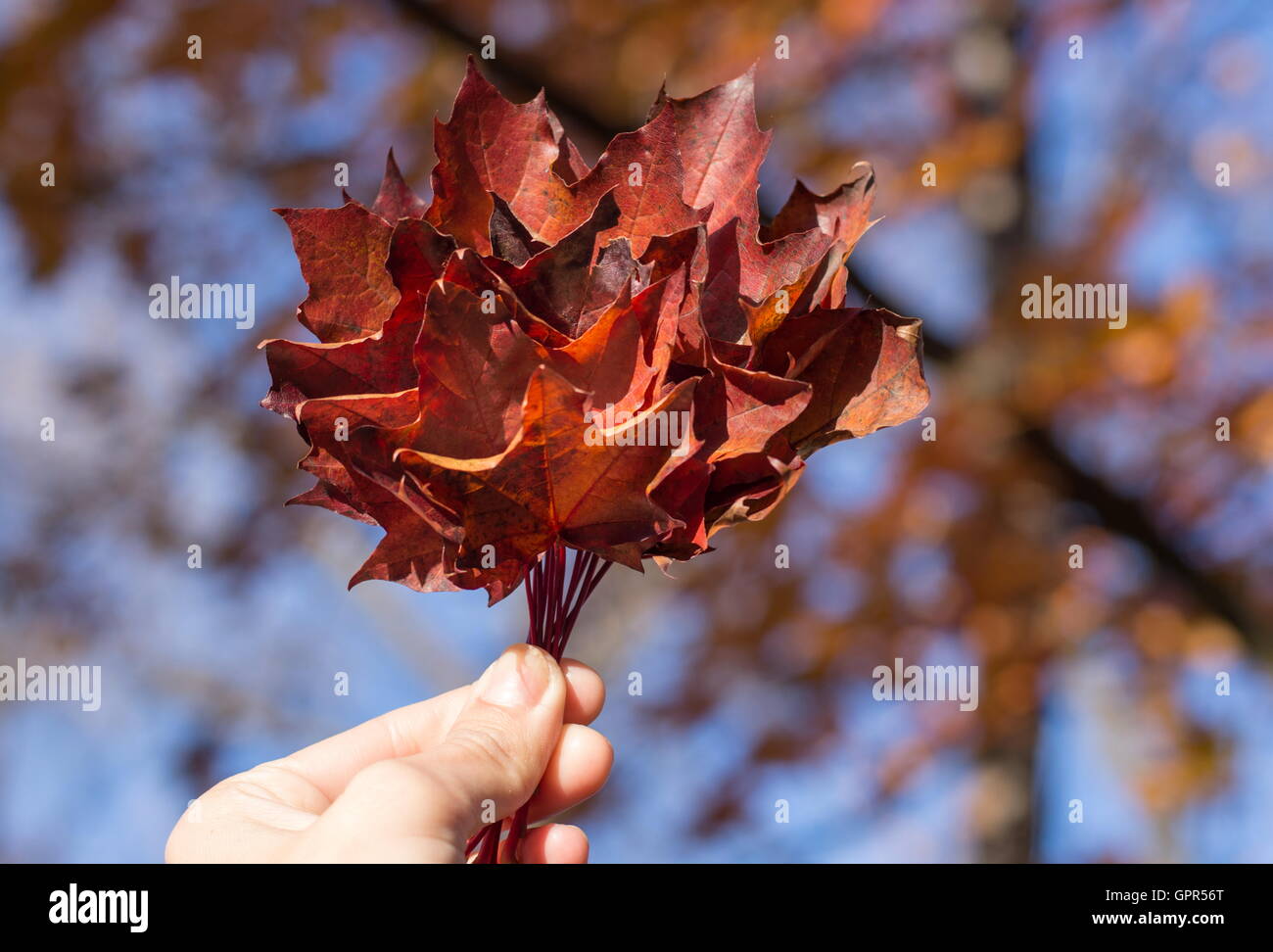 Red autumn leaves in womans hand. Fall season Stock Photo