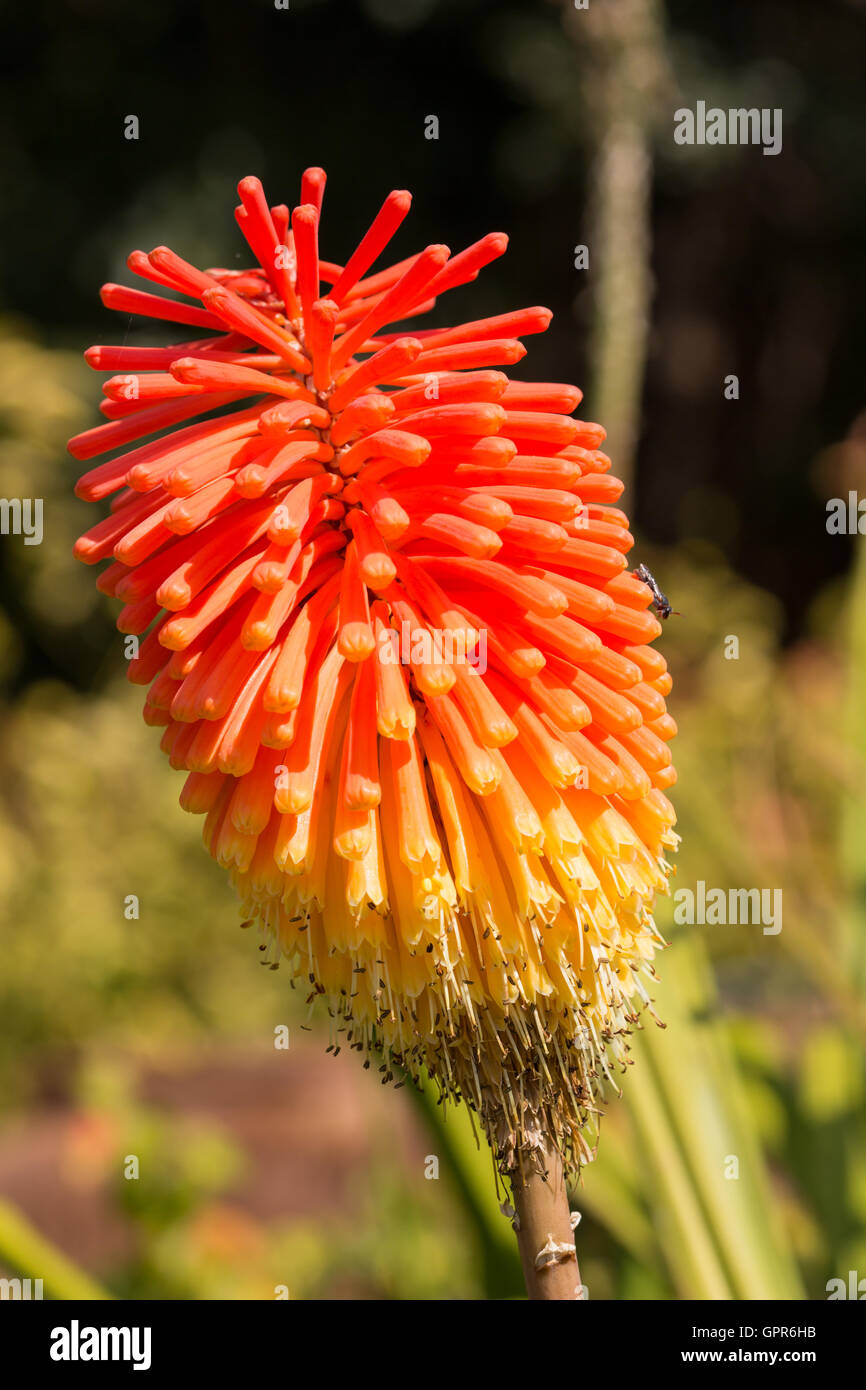 Red Hot Poker (Kniphofia rooperi) flower Stock Photo