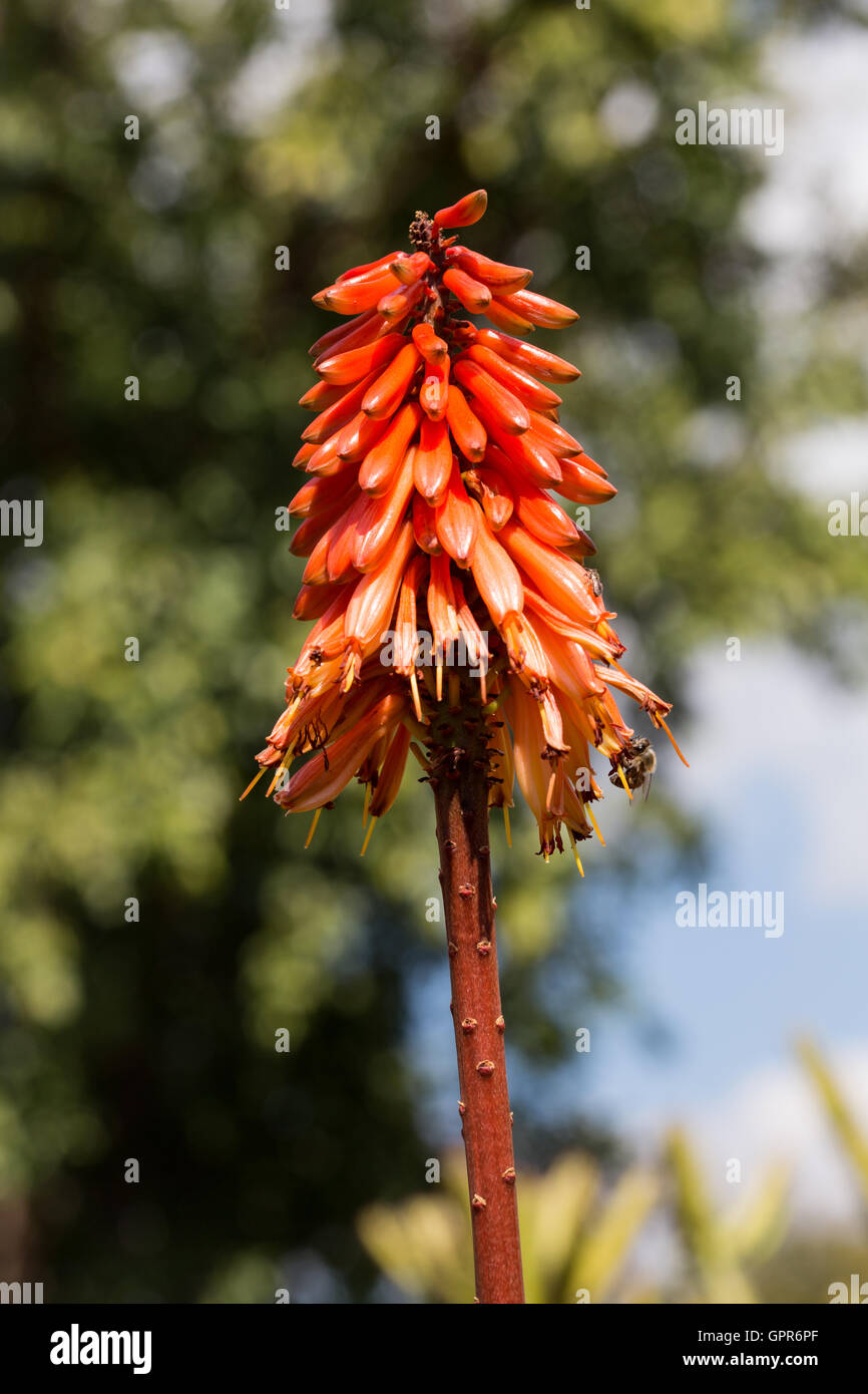 Cameron's Ruwari Aloe (Aloe cameronii) flowering, botanical gardens, Zimbabwe Stock Photo