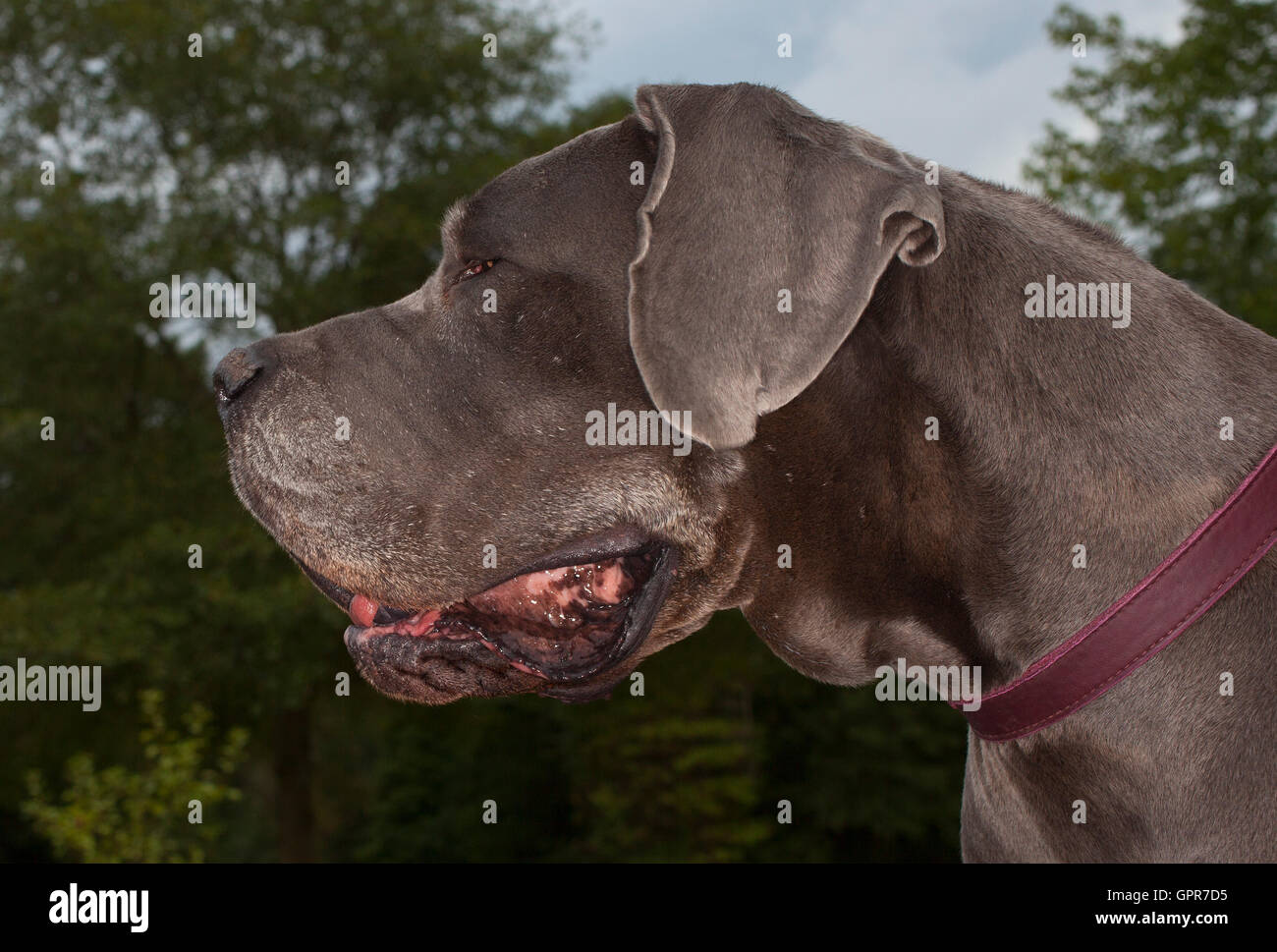 Blue great coat hires stock photography and images Alamy