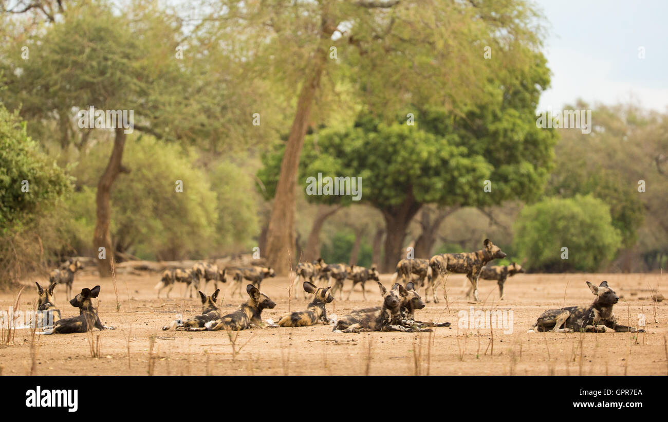 African Wild Dog pack (Lycaon pictus) stirring Stock Photo