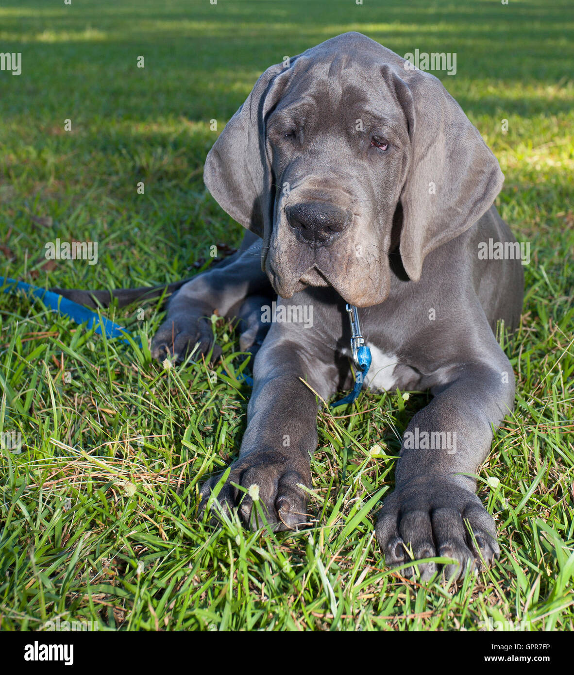 vulgaritet barndom Arena Gray Great Dane puppy that is resting on the grass Stock Photo - Alamy