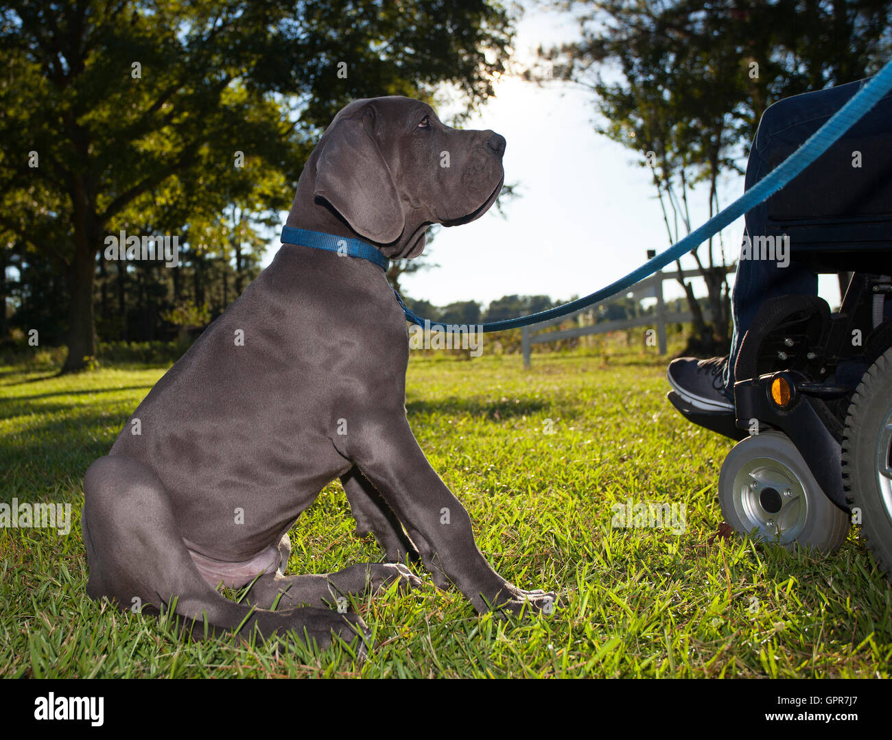 Gray Great Dane puppy looking lovingly at its owner in a wheelchair