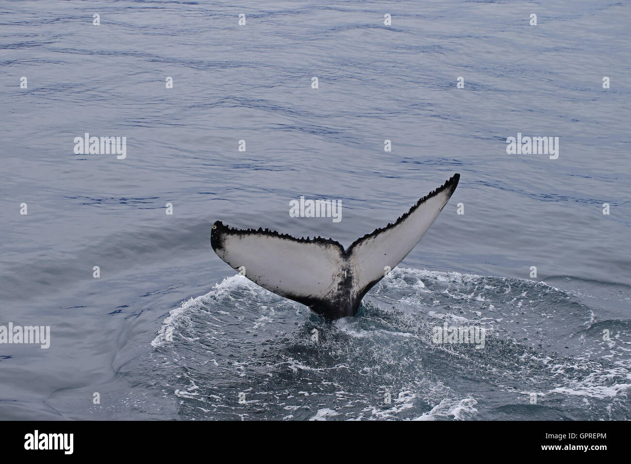 Humpback whale tail birds hi-res stock photography and images - Alamy