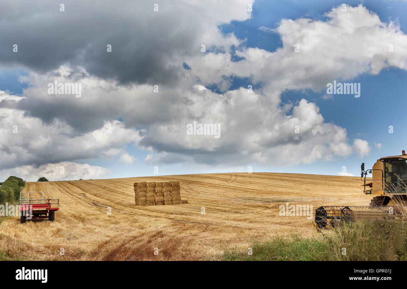 Corn fields of Gloucestershire at Harvest time Stock Photo