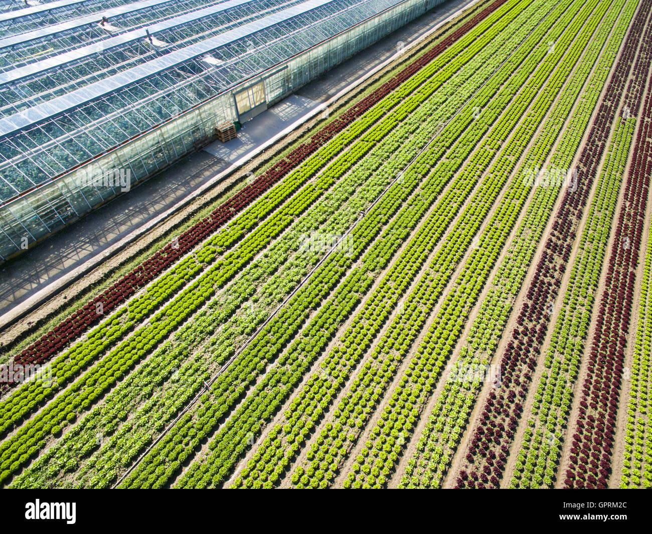 Aerial agricultural view of lettuce production field and greenhouse
