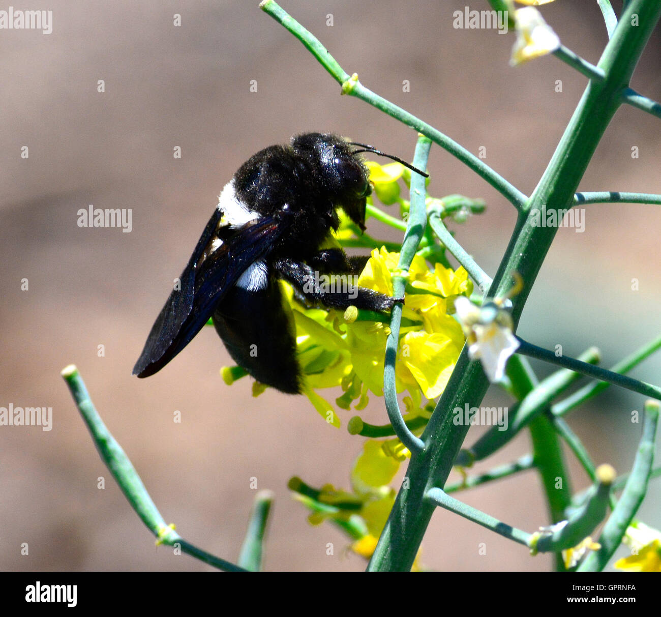 Black and white Carpenter bee (Xylocopa) has big black eyes like pictures of an alien. Active pollinators important ecologically Stock Photo