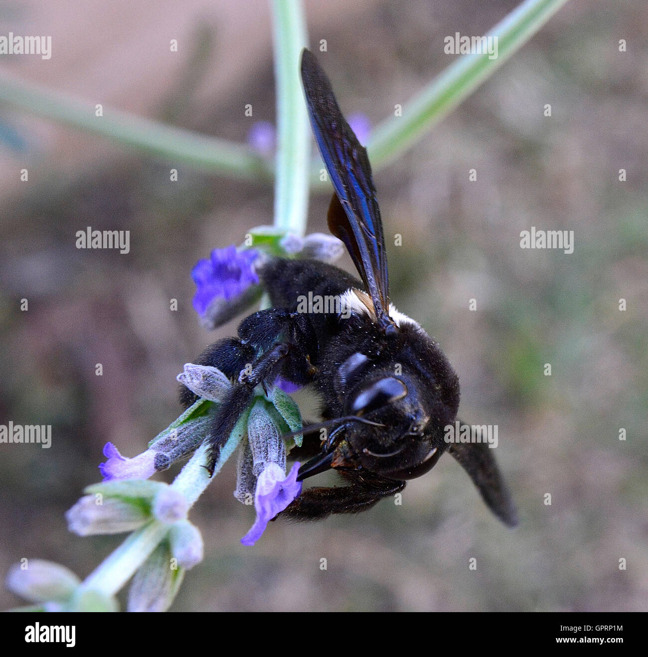 Black and white Carpenter bee (Xylocopa) has big black eyes like pictures of an alien. Active pollinators important ecologically Stock Photo