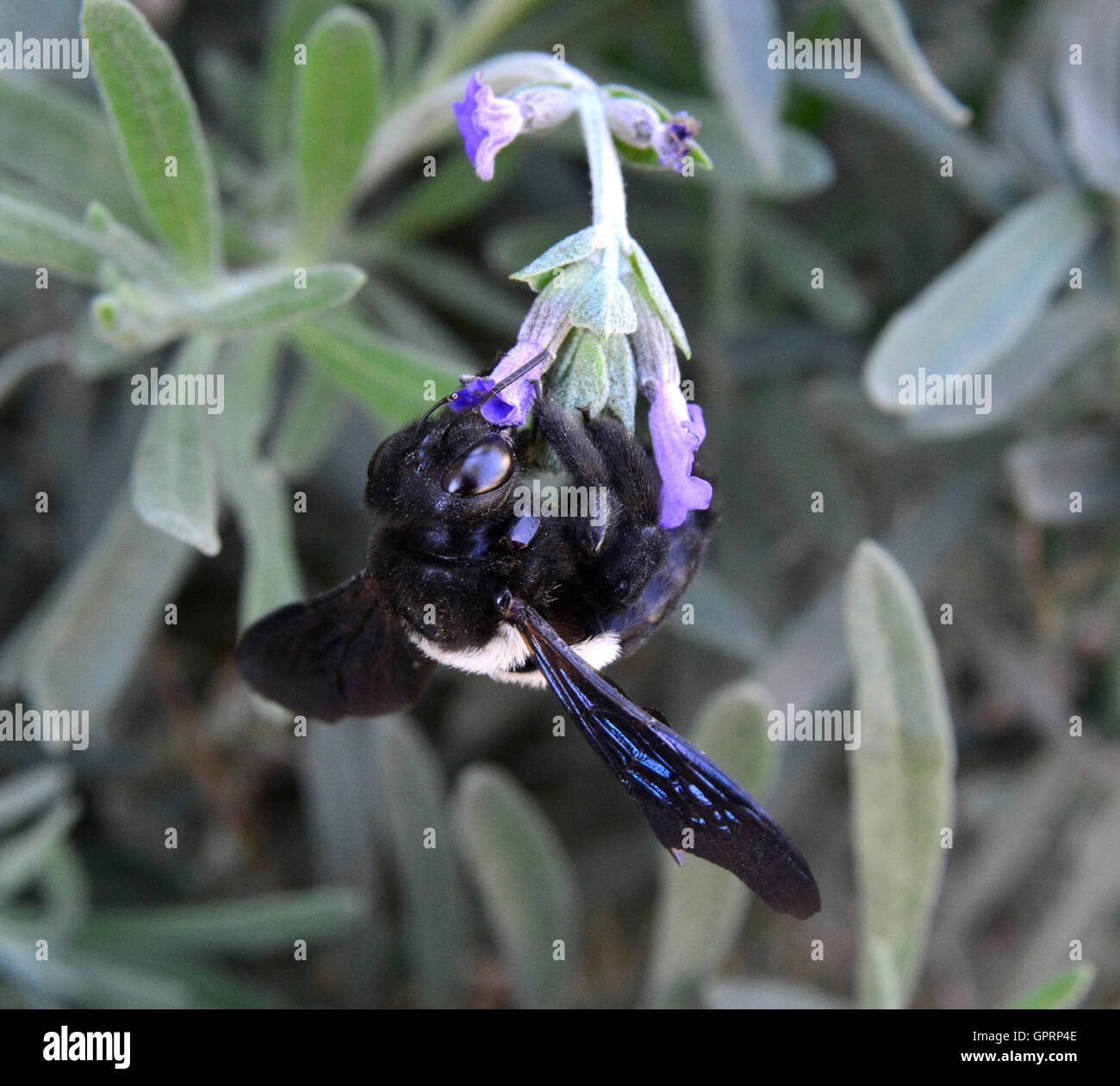 Black and white Carpenter bee (Xylocopa) has big black eyes like pictures of an alien. Active pollinators important ecologically Stock Photo