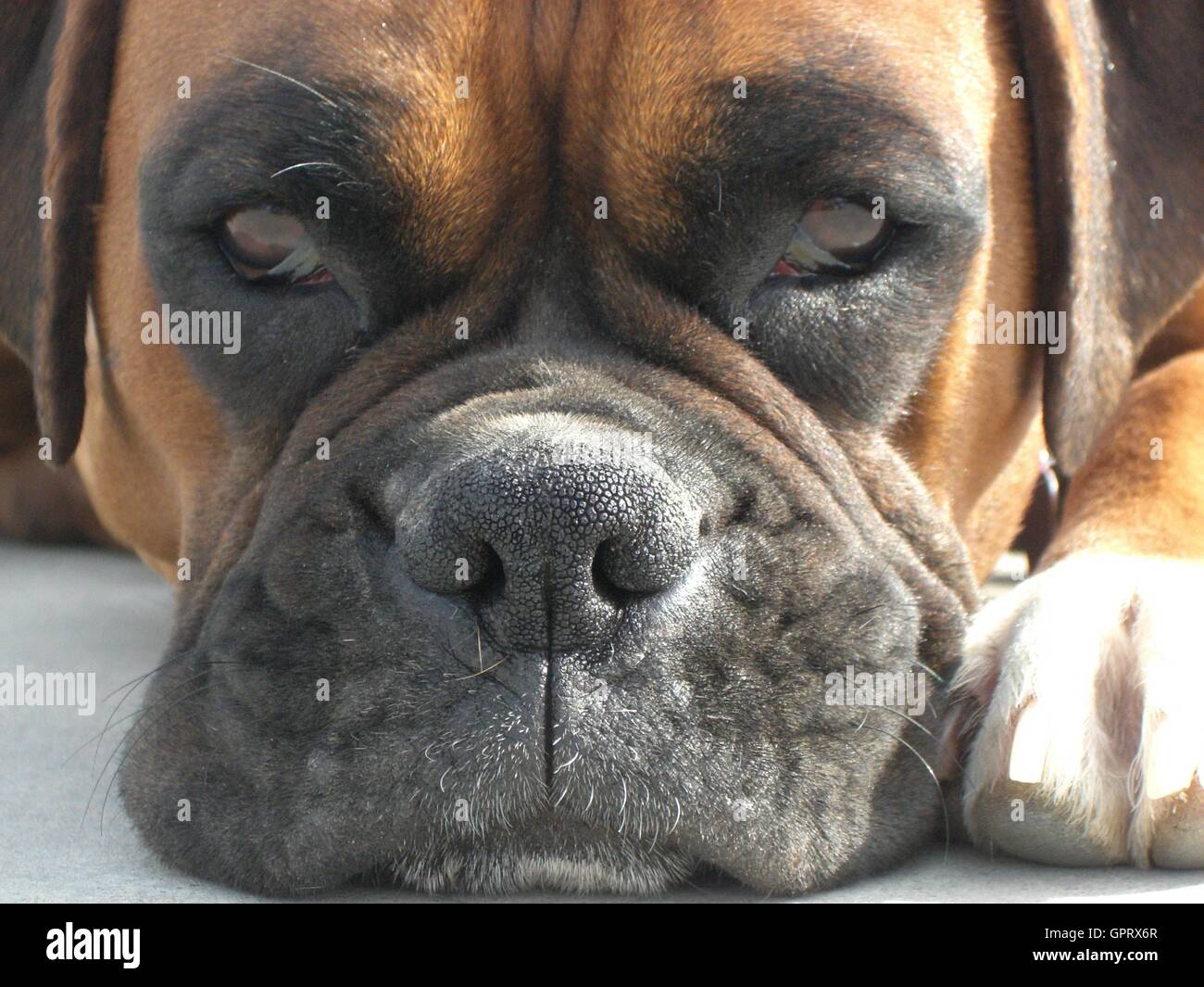 Close up of boxer dog looking broody with paw next to face Stock Photo
