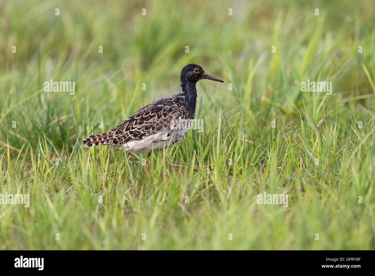 Ruff / Kampflaeufer ( Philomachus pugnax ), migrant, black plumage, walking through wet grassland, searching for food, wildlife. Stock Photo