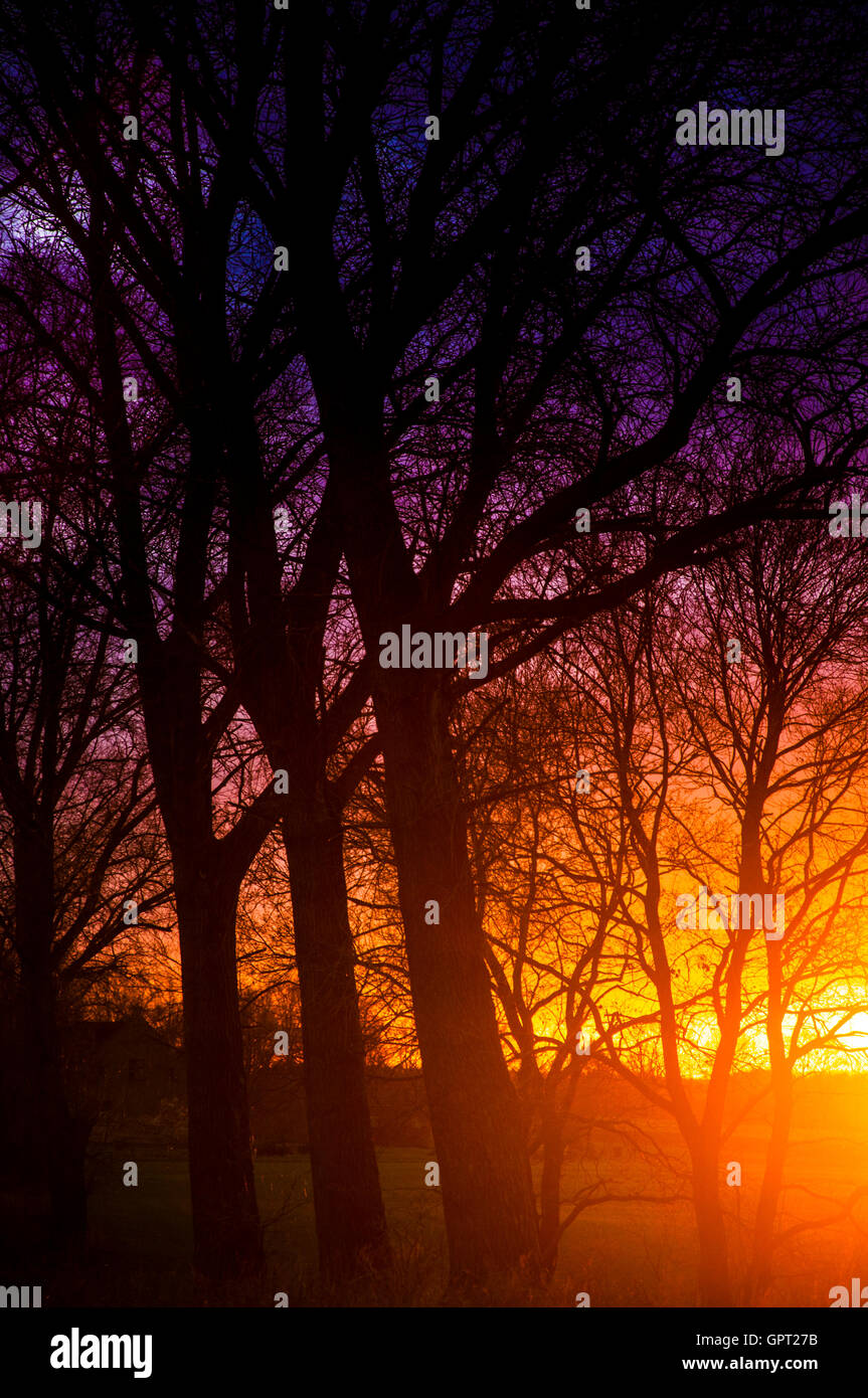 Tree silhouette during sunset Stock Photo - Alamy