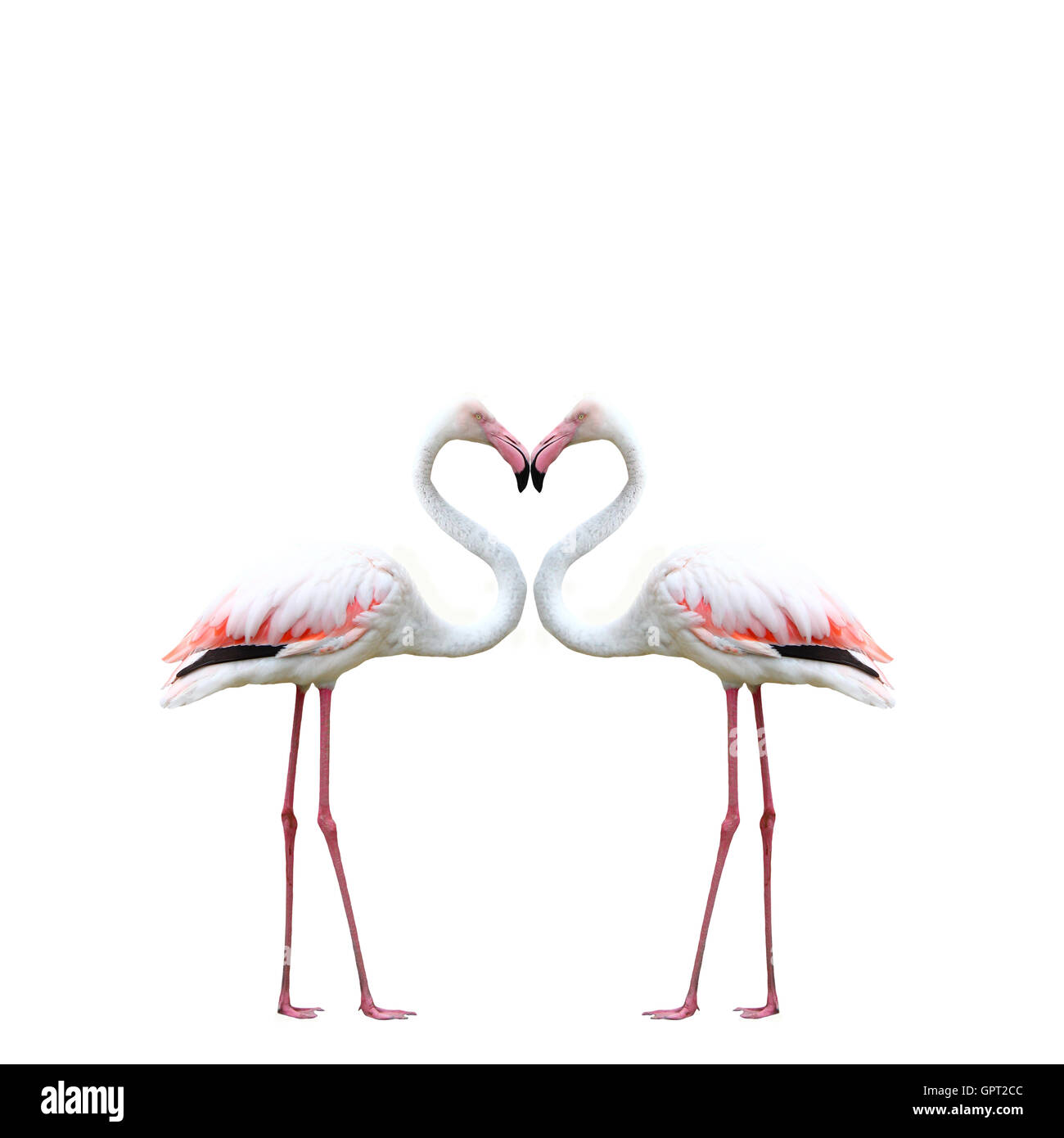Two colorful flamingos looking at each other and building a hear Stock Photo