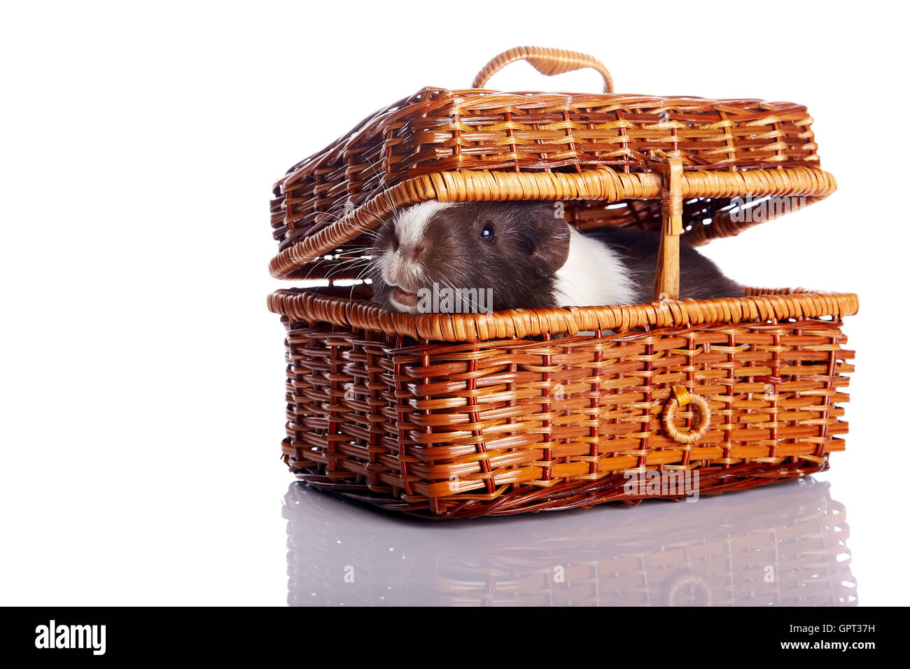 Guinea pig in a wattled basket Stock Photo Alamy