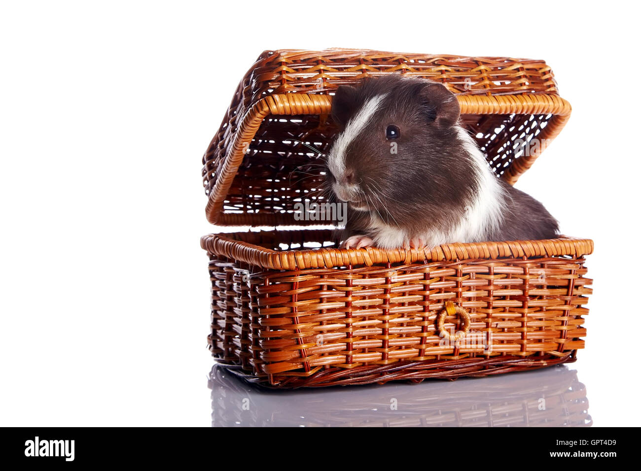Guinea pig in a wattled basket Stock Photo Alamy