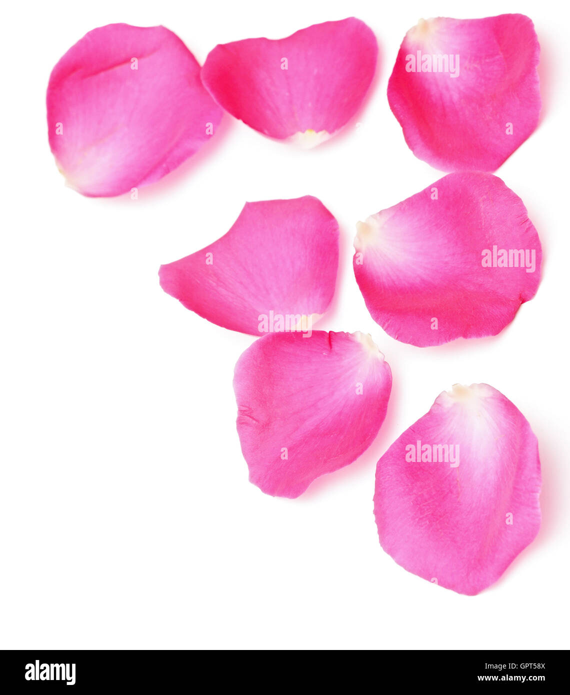 Rose corner border hi-res stock photography and images - Alamy