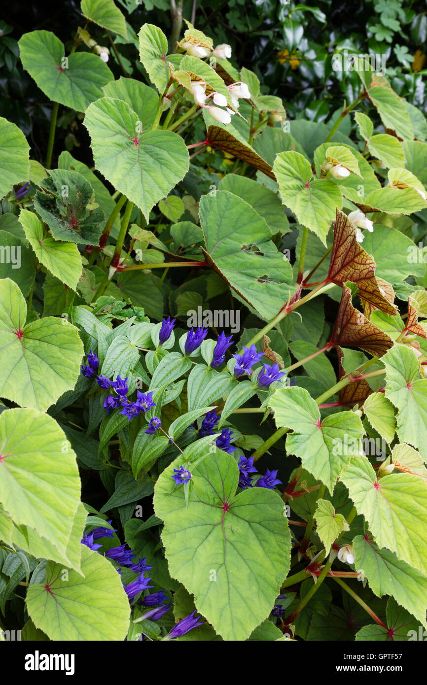 Begonia hi-res stock photography and images - Page 2 - Alamy