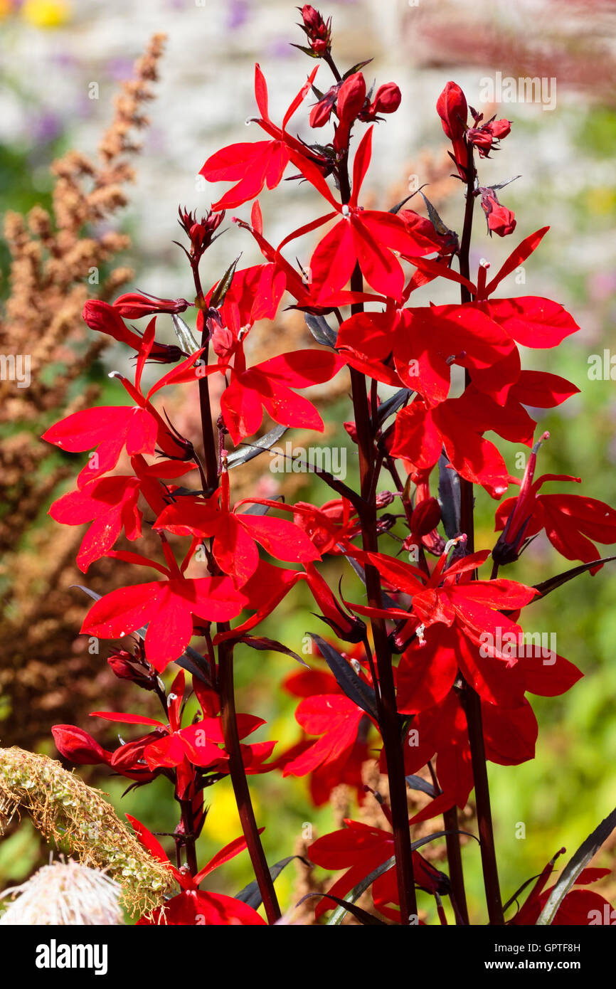 Bright scarlet flowers of the moisture loving, upright perennial