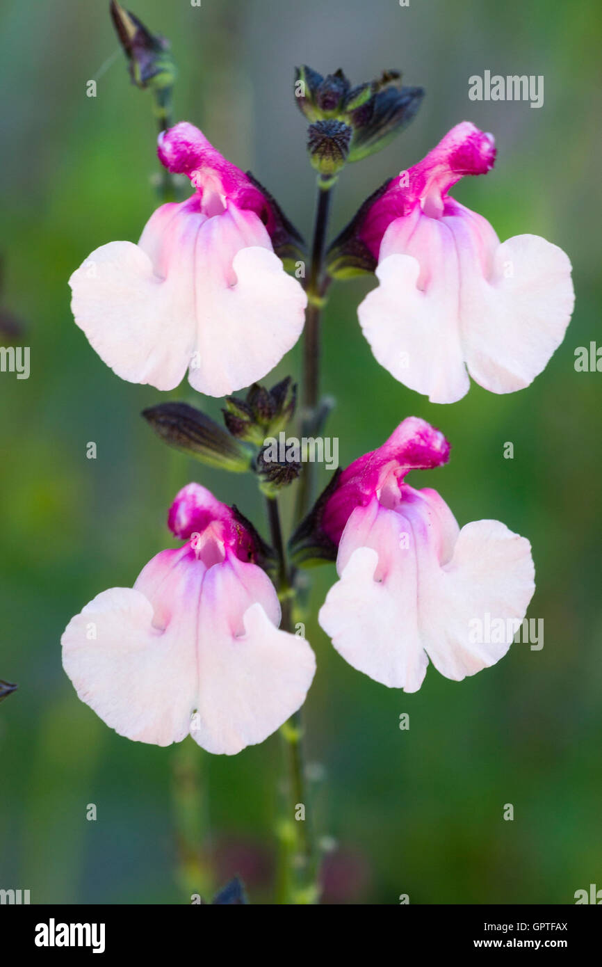 Pink and white flowers of the shrubby Mexican sage, Salvia x greggii 'Dancing Dolls' Stock Photo