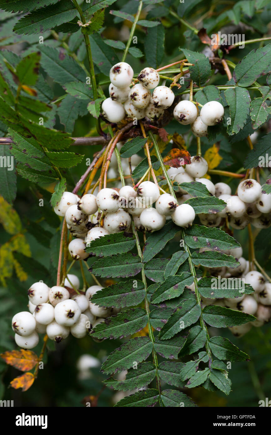 White autumn berries and well divided foliage of the Chinese rowan, Sorbus koehneana Stock Photo