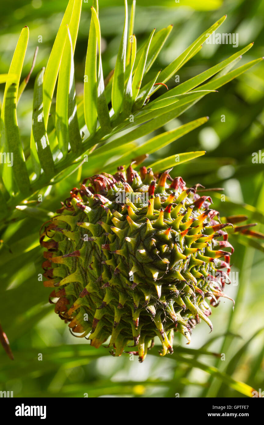 Spiky female cone of the 'living fossil' Wollemi pine, Wollemia ...