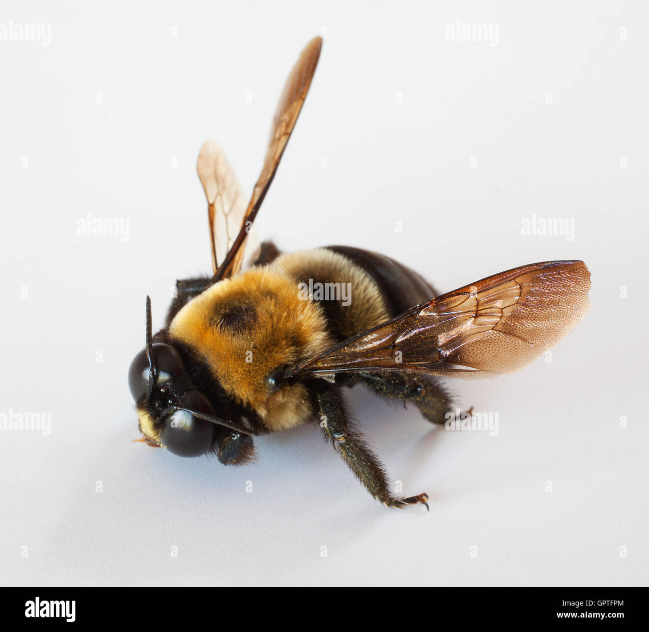 Male Carpenter Bee That Is On A White Background Stock Photo Alamy