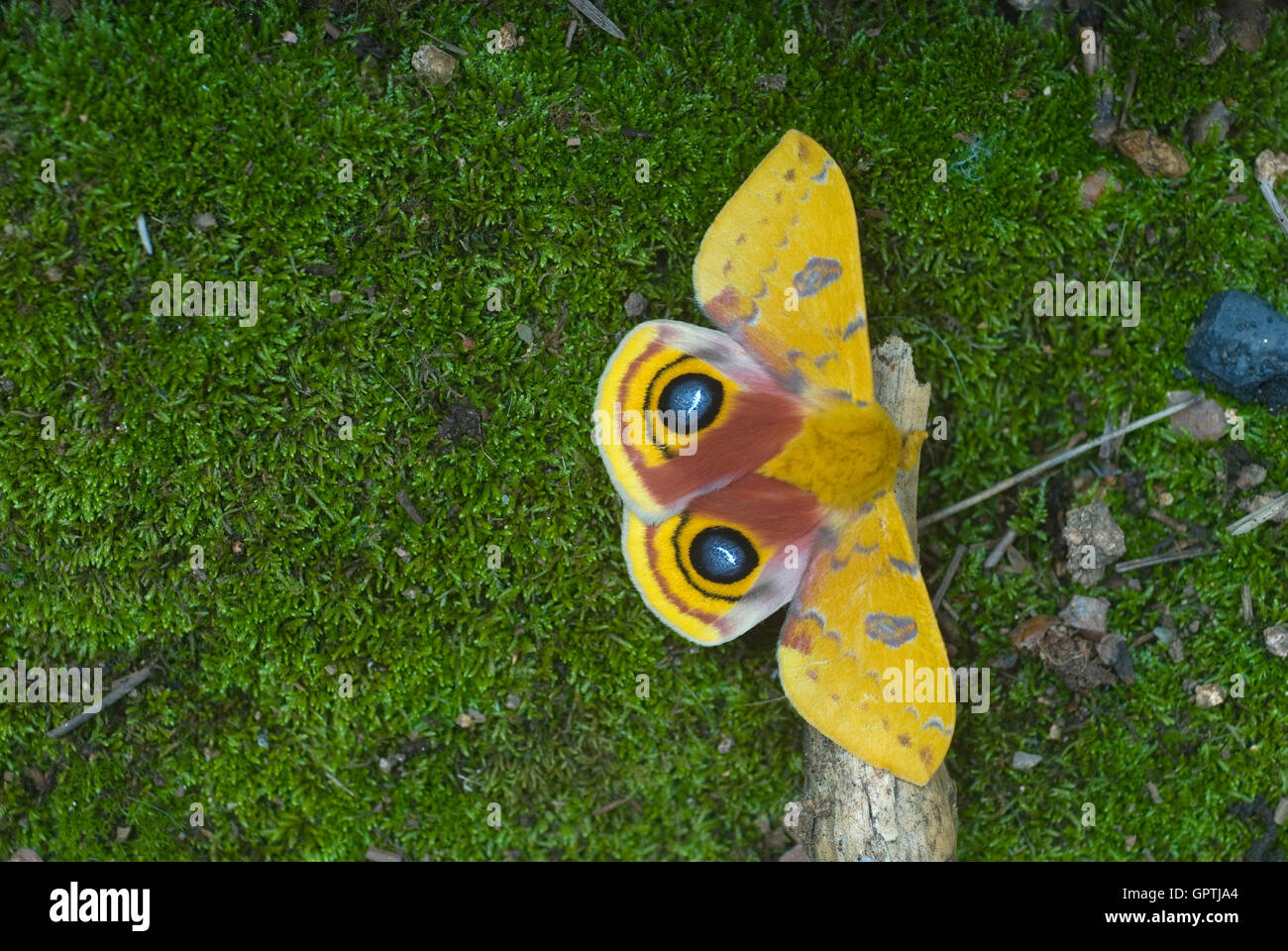 Male Io Moth, Automeris io Stock Photo