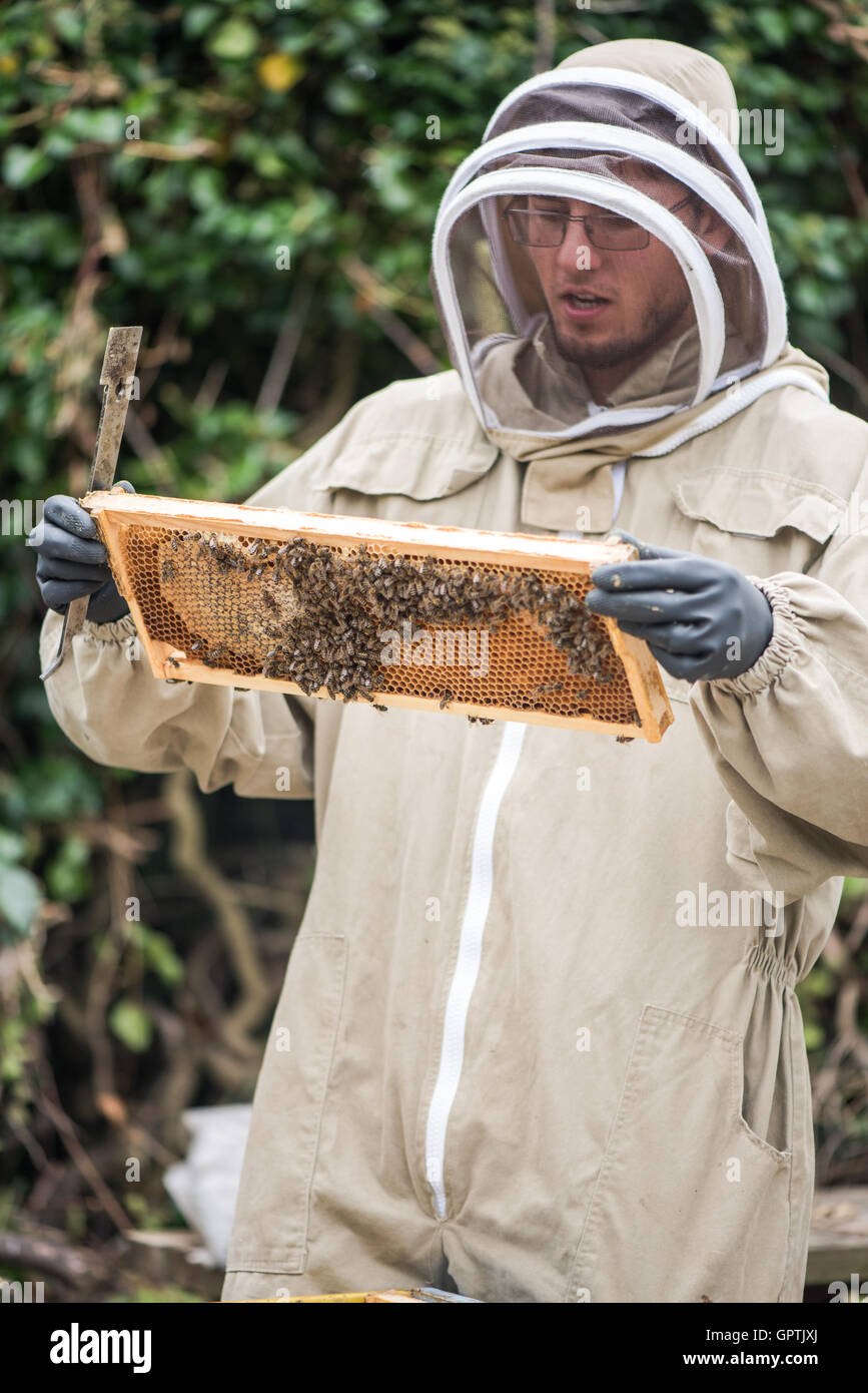 Beekeeper checking bees health on honeycomb frame Stock Photo