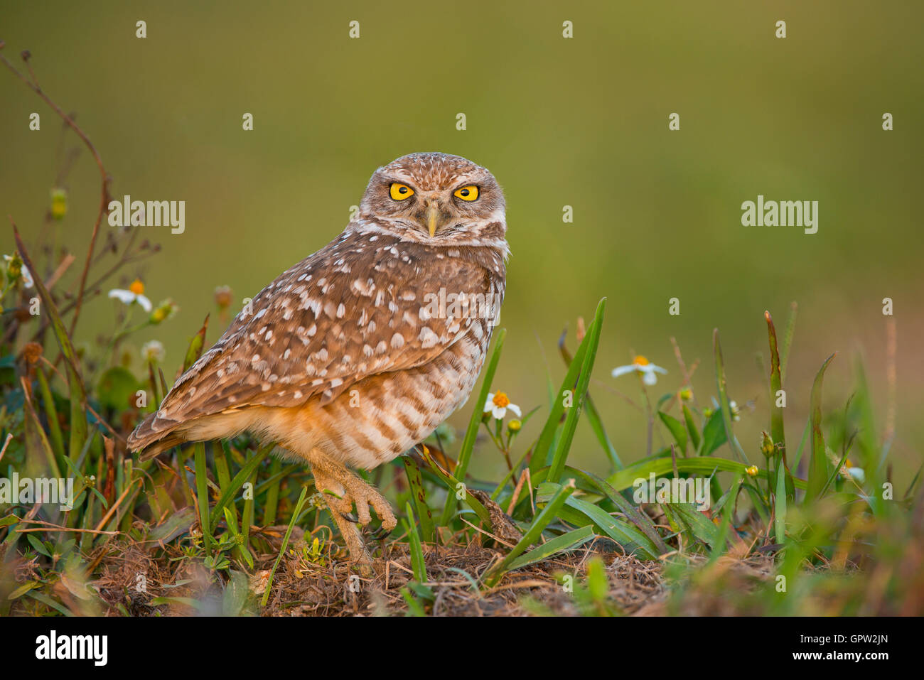 Burrowing Owl (Athene cunicularia), claw up, Florida USA Stock Photo