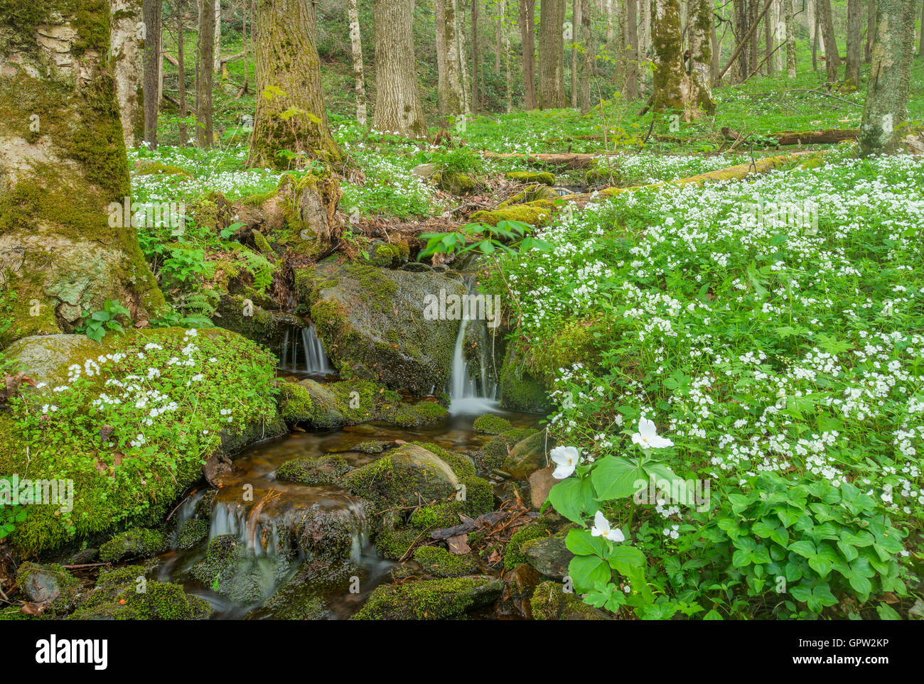 Lg White-flowered trilliums (T. grandiflorum), Spring, White-Fringed Phacelia (P.frimbiata), Smoky Mt NP, USA, by Bill Lea/Dembinsky Photo Assoc Stock Photo