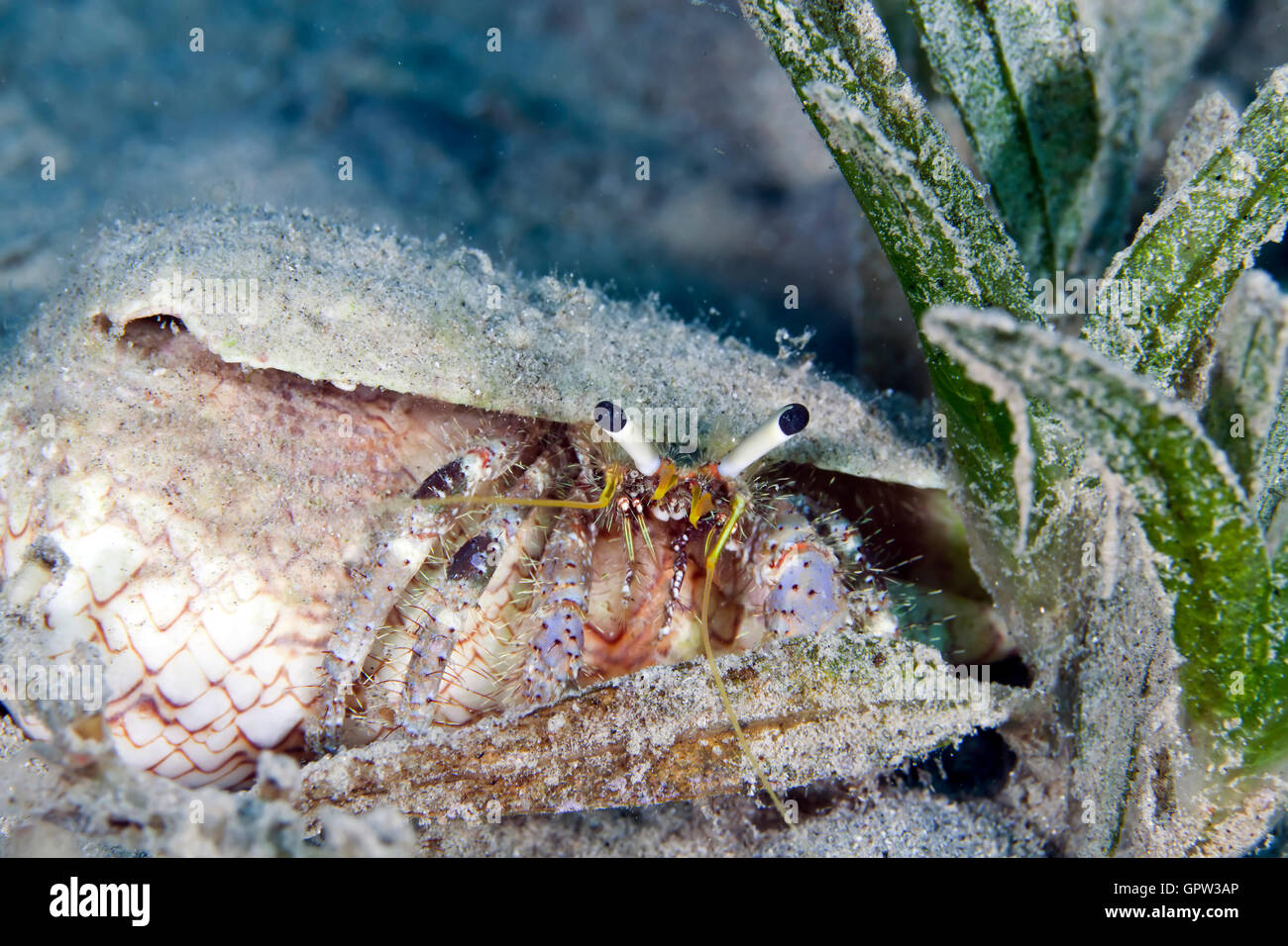 Reef hermit crab (dardanus lagopodes) in the Red sea Stock Photo - Alamy