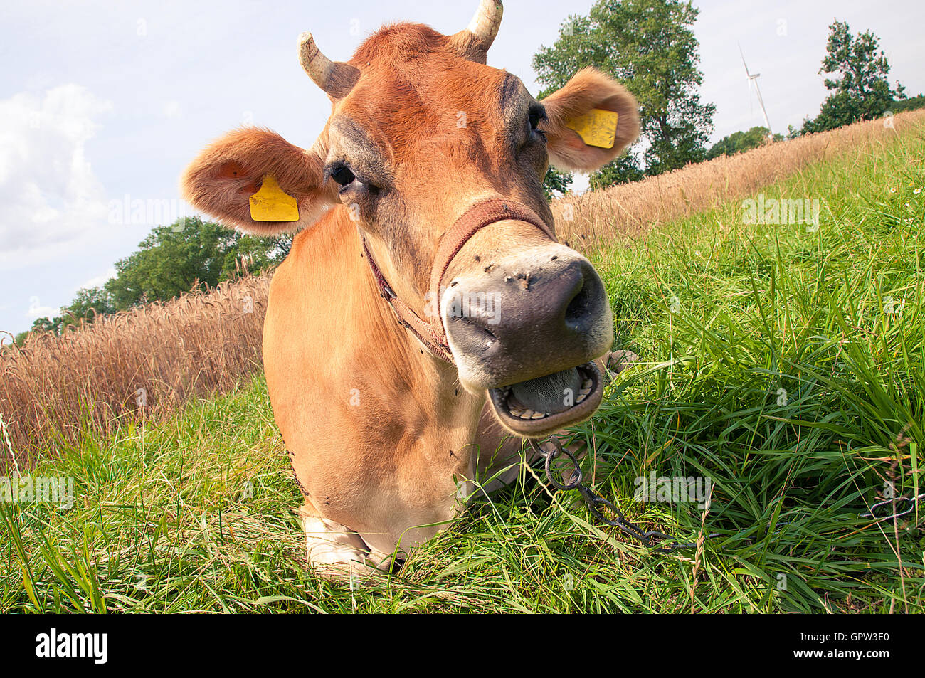 Black white jersey cow hi-res stock photography and images - Alamy