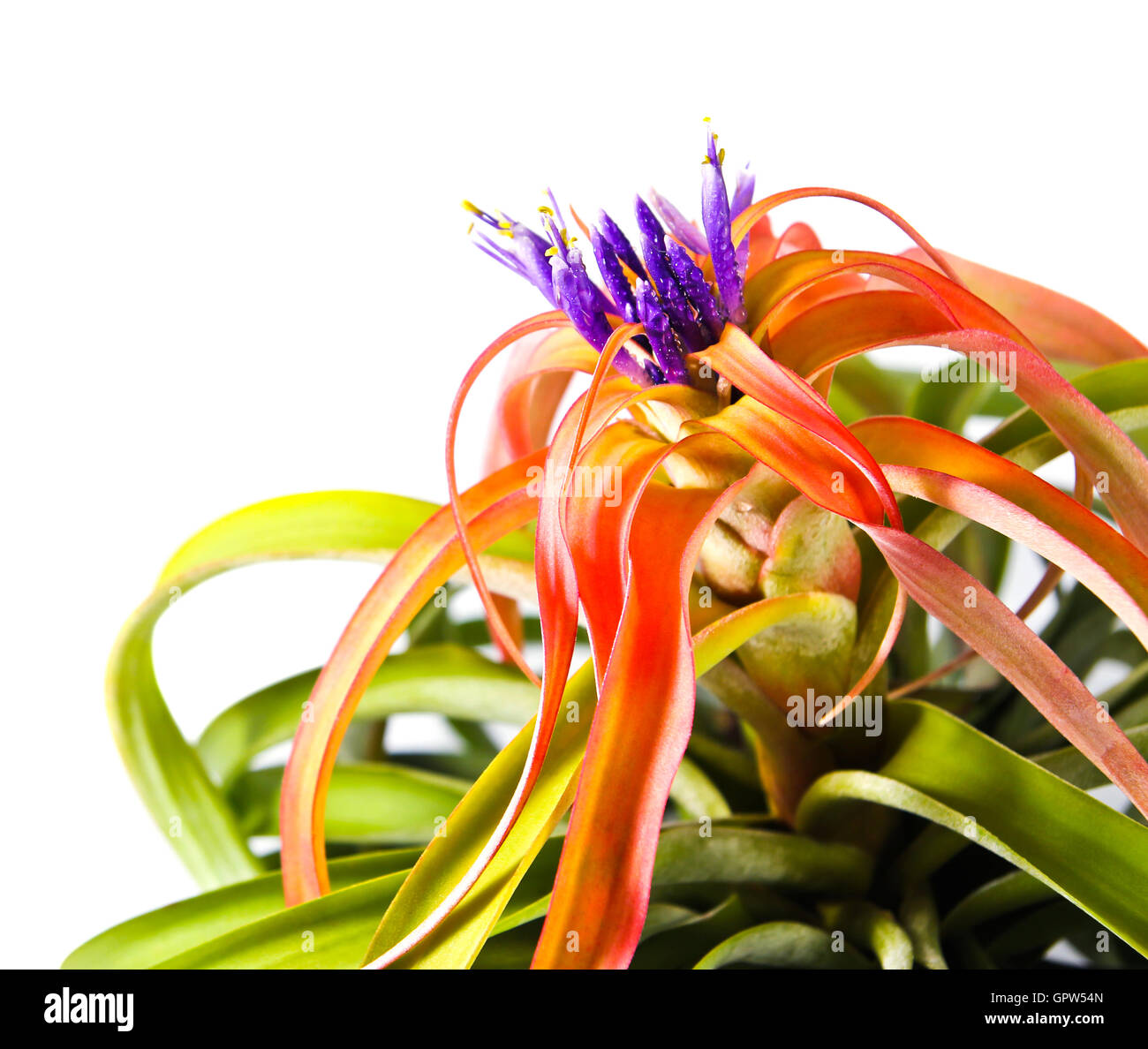 Tillandsia flower hi-res stock photography and images - Alamy