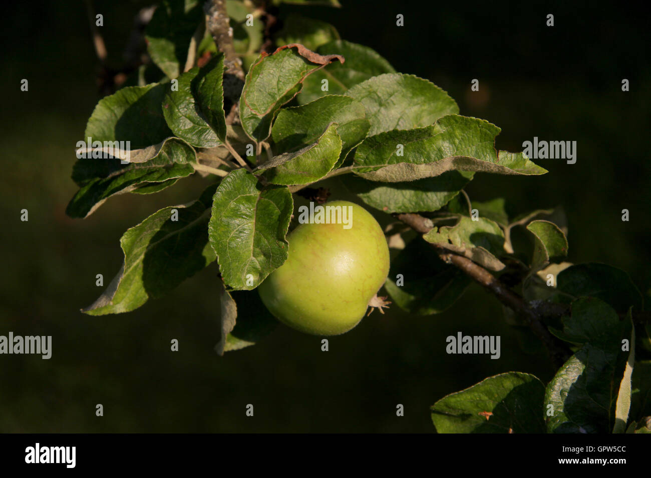 Green apple tree Stock Photo - Alamy