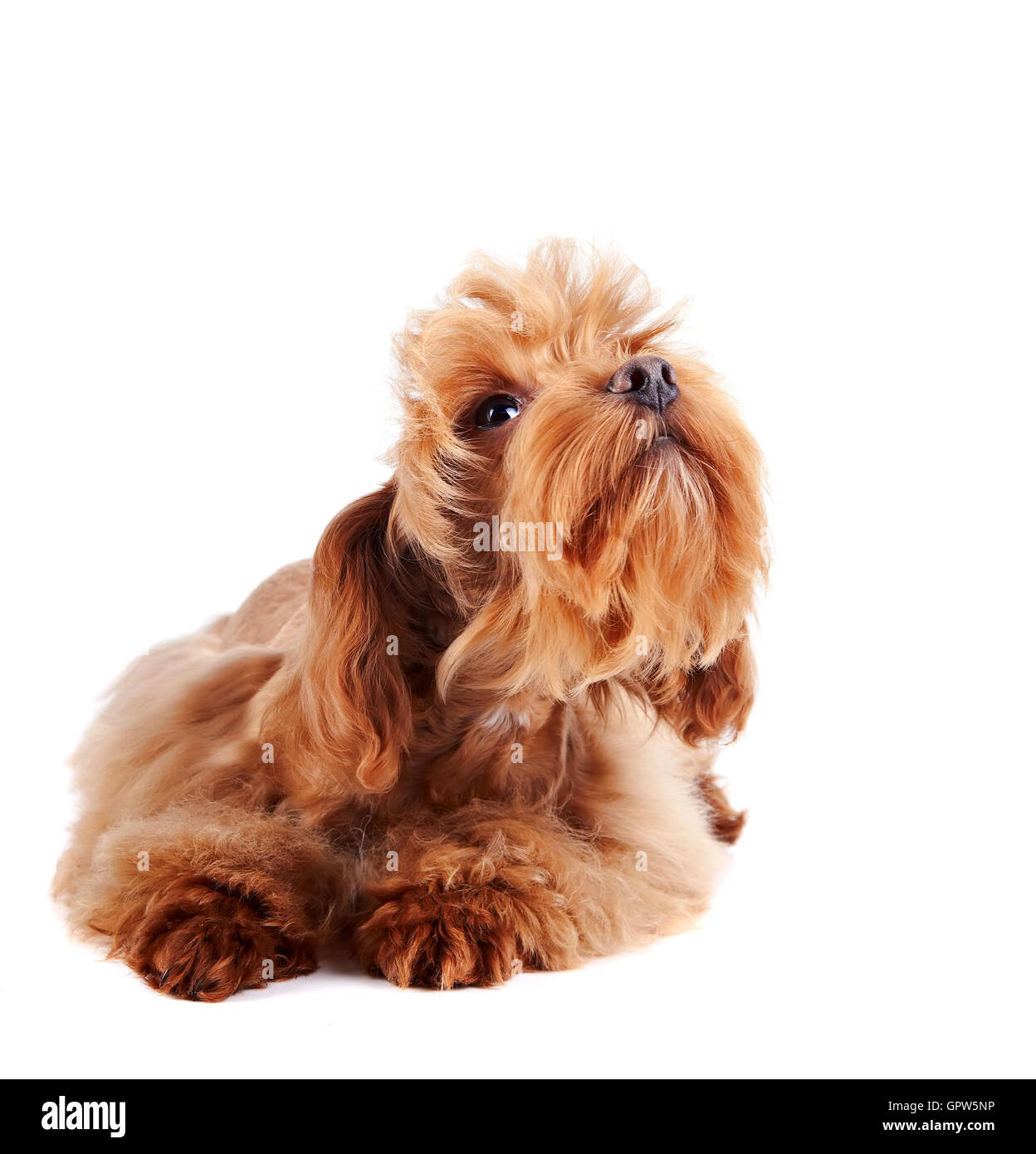 The decorative red dog looks up Stock Photo