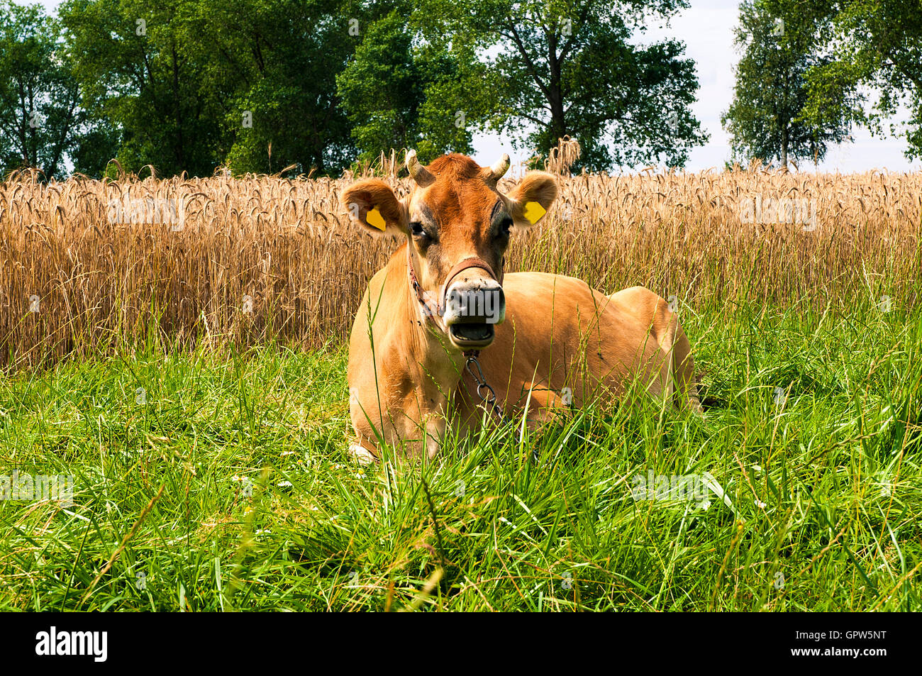 Black white jersey cow hi-res stock photography and images - Alamy