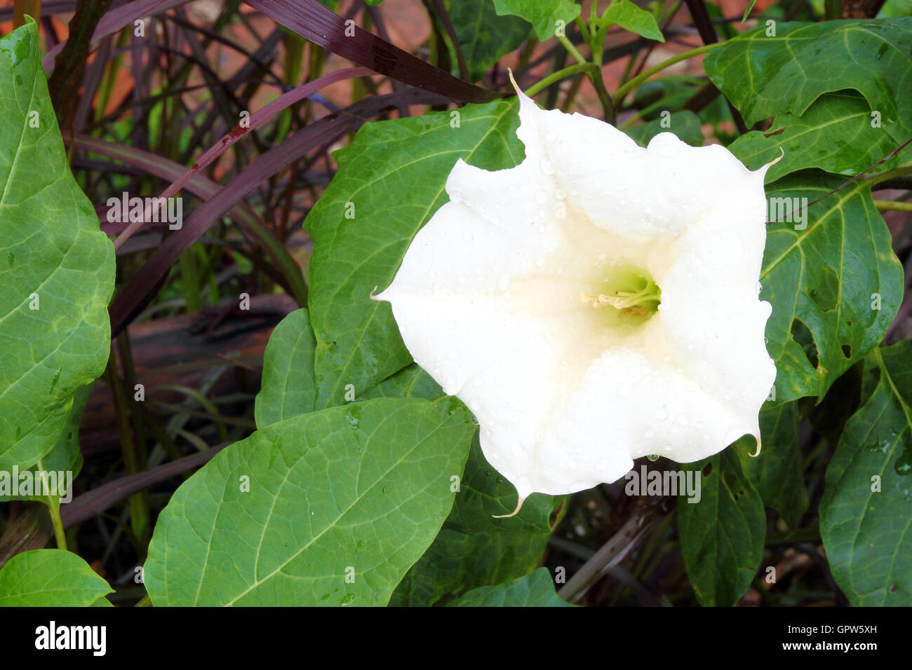 sacred datura flower Stock Photo