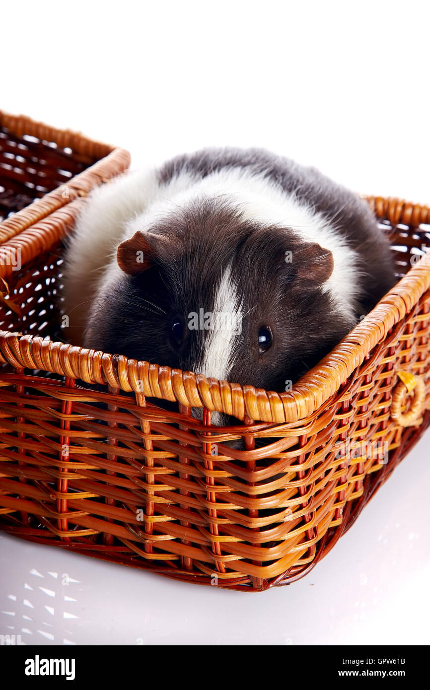 Guinea pig in a basket Stock Photo Alamy
