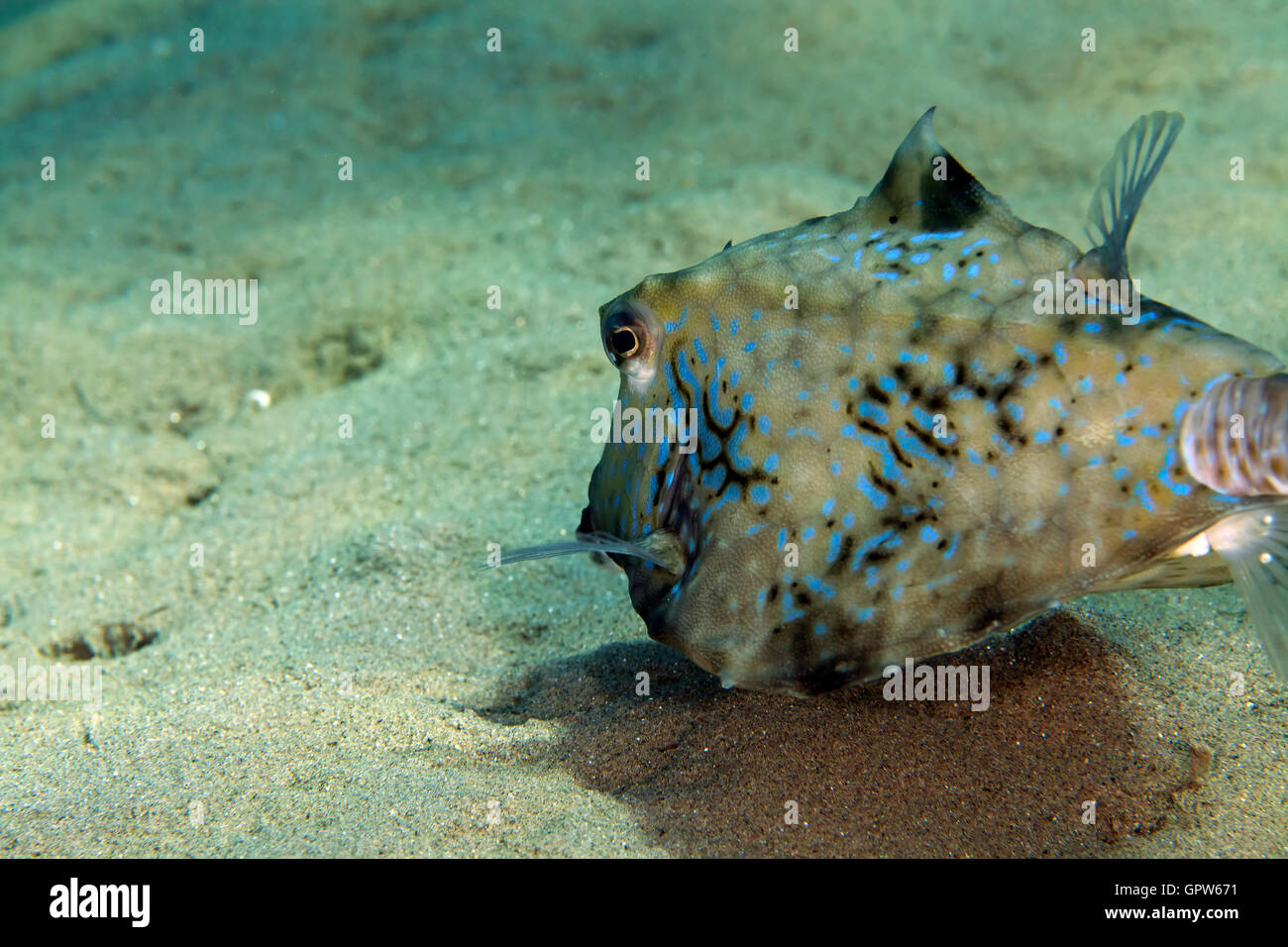 Boxfish beautiful hi-res stock photography and images - Alamy