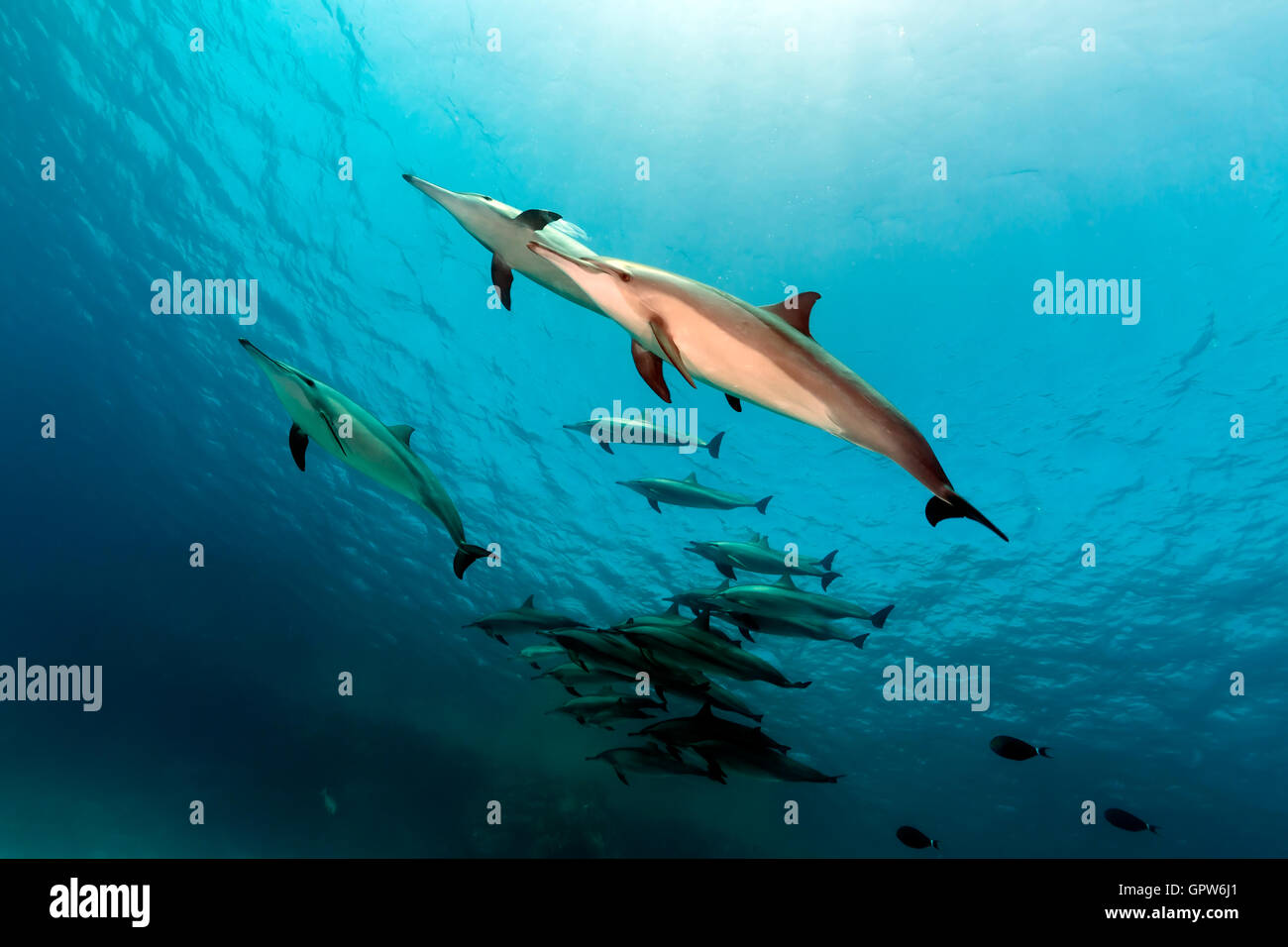 Spinner dolphin (stenella longirostris) pod in the Red Sea Stock Photo