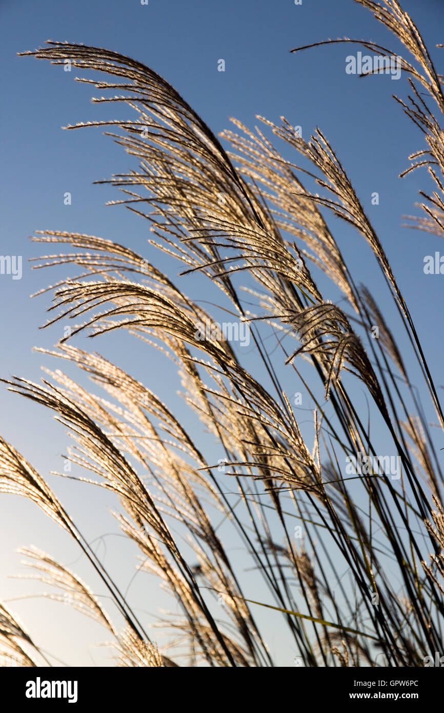 Tall grass in Autumn against a clear, blue sky. Stock Photo