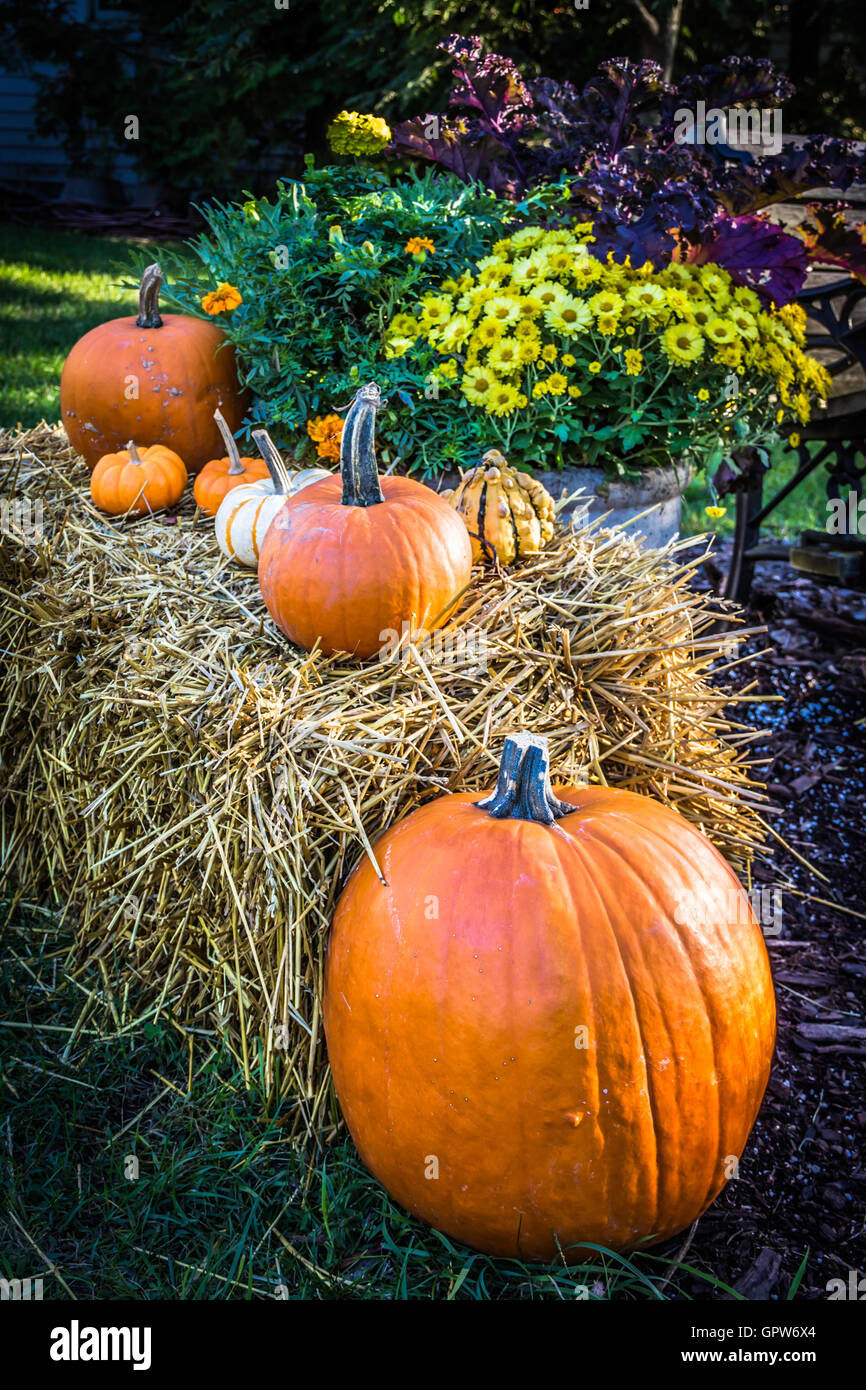 Resting on a bale of hay hi-res stock photography and images - Alamy
