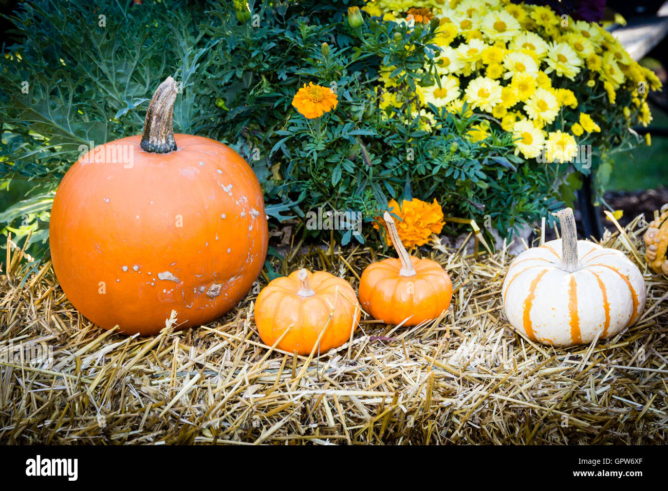 Resting on a bale of hay hi-res stock photography and images - Alamy
