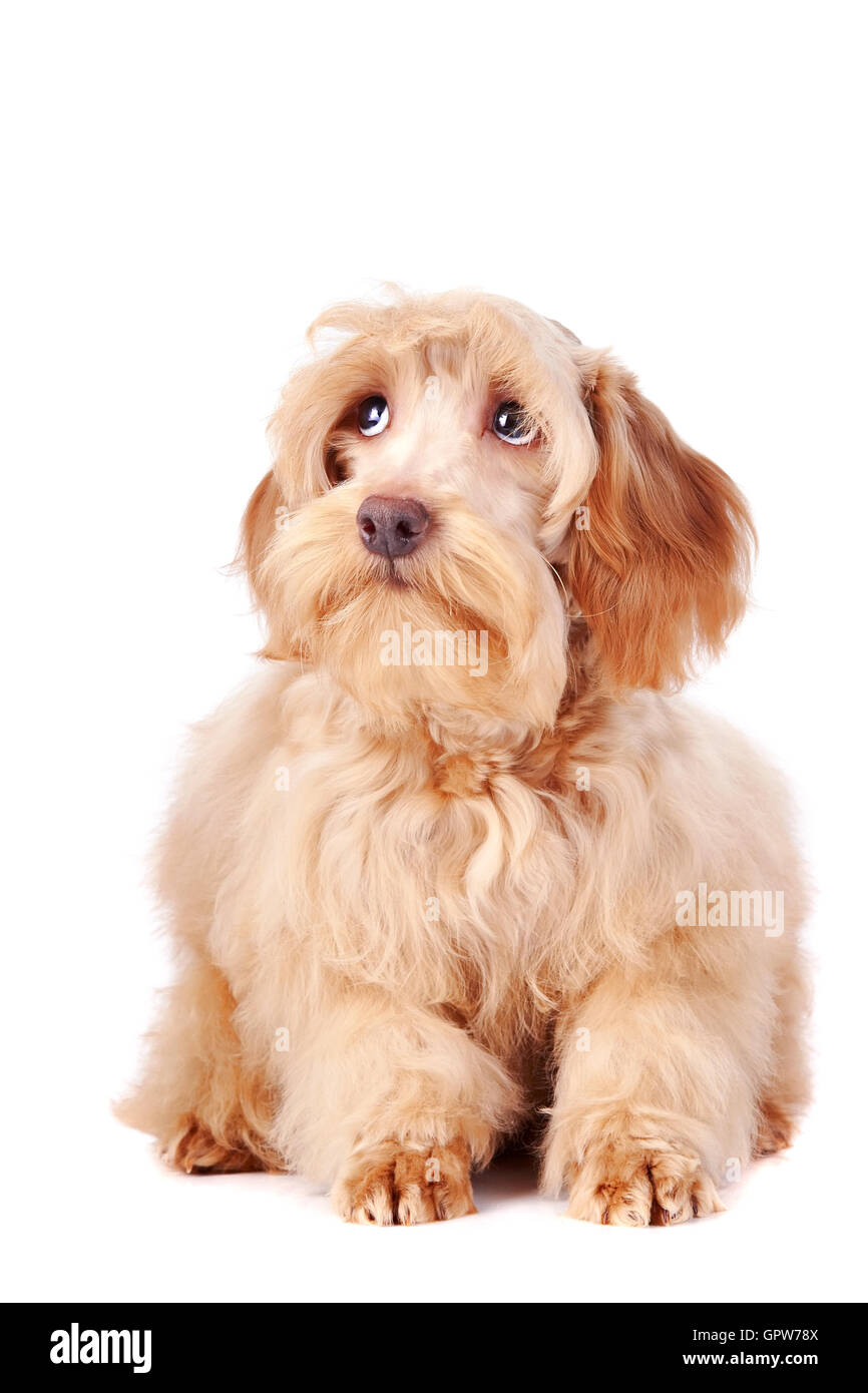 Beige dog hi-res stock photography and images - Alamy