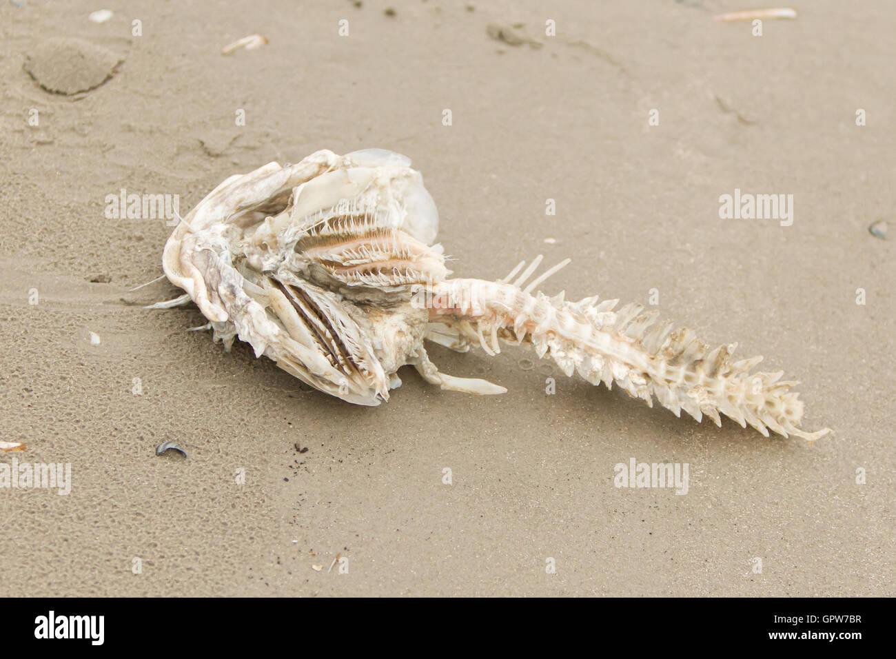 Bony skeleton fish hi-res stock photography and images - Page 2